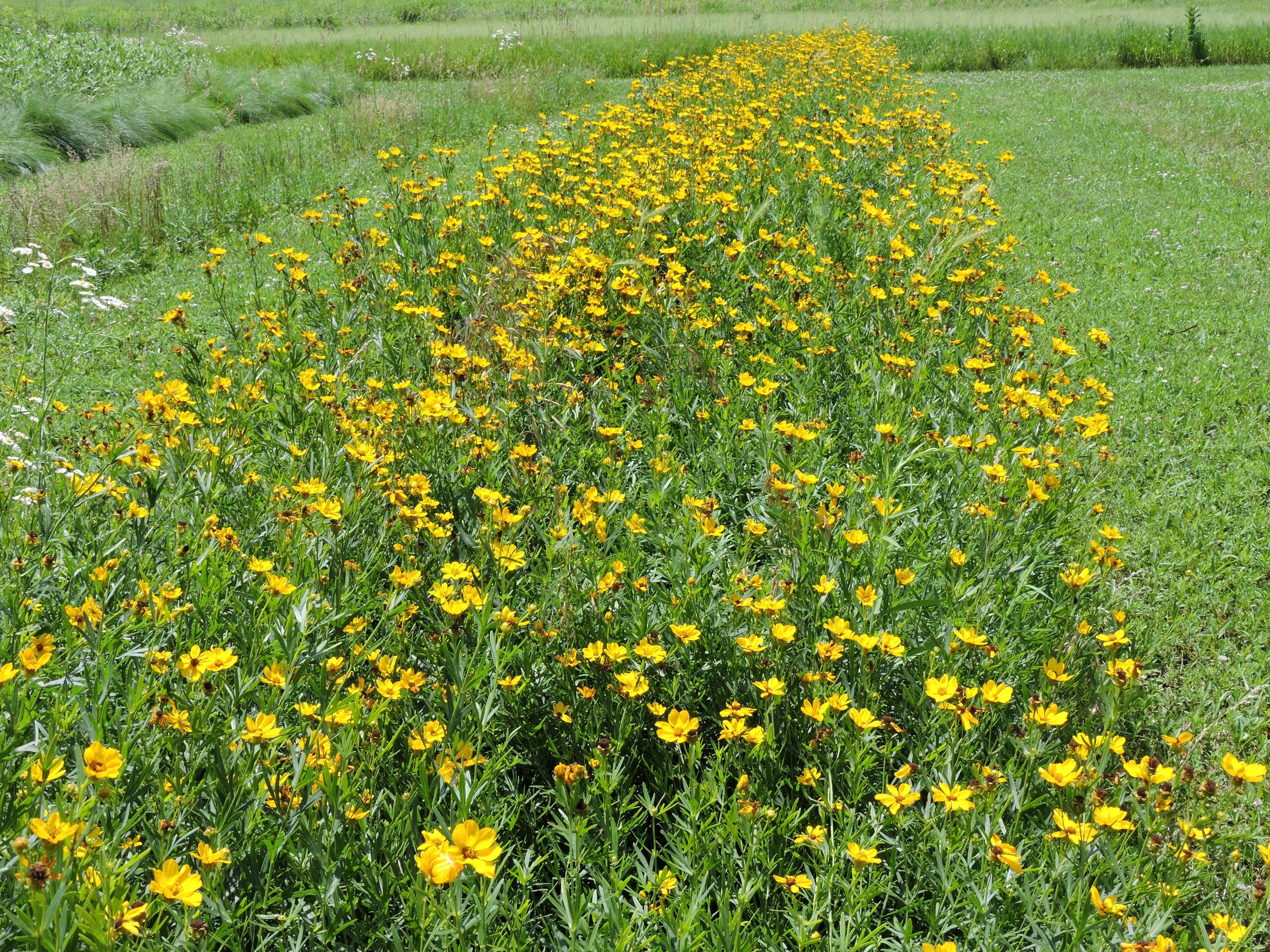 Coreopsis palmata (stiff tickseed) whole plant