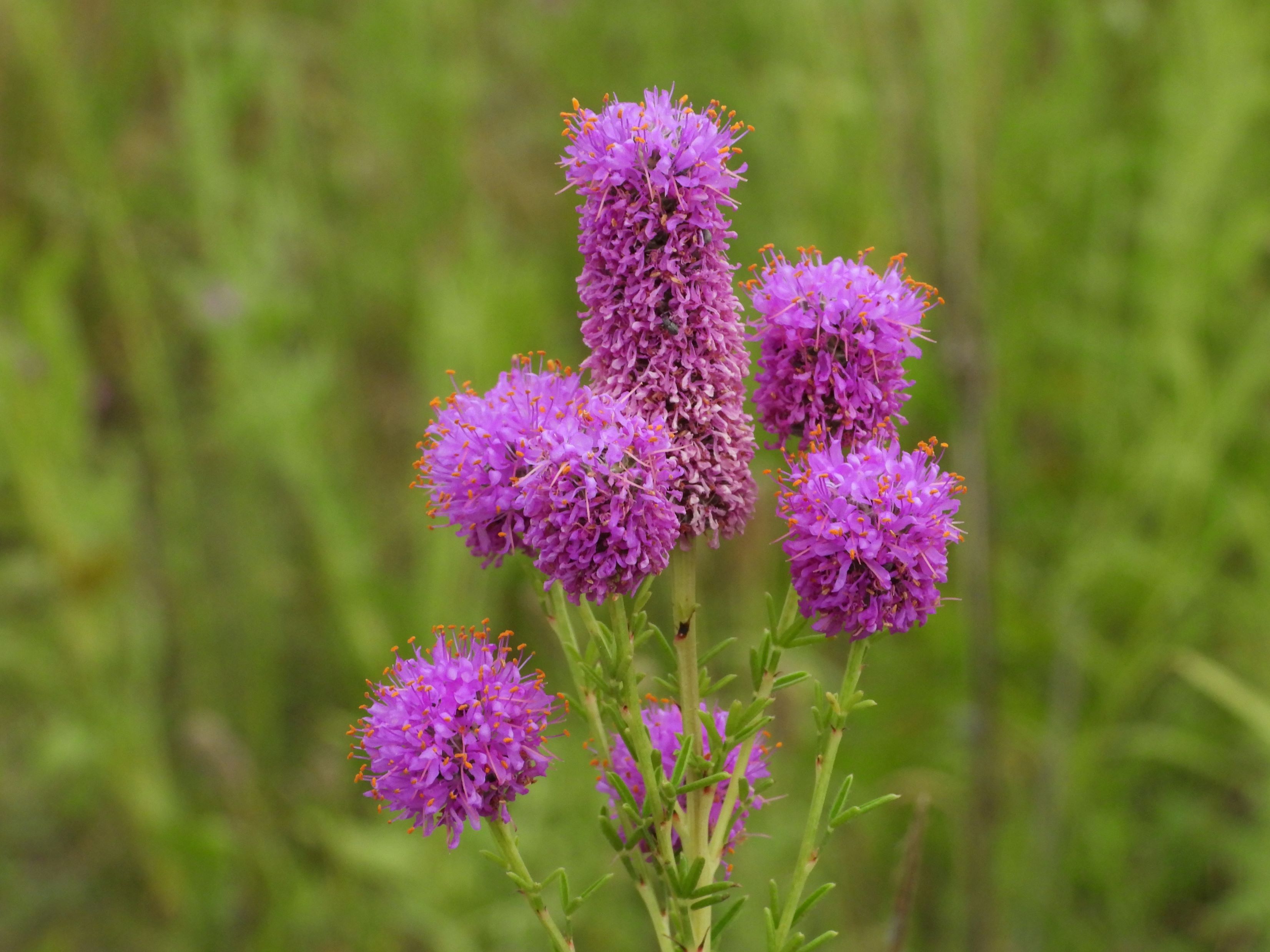 Dalea purpurea (purple prairie clover) flower