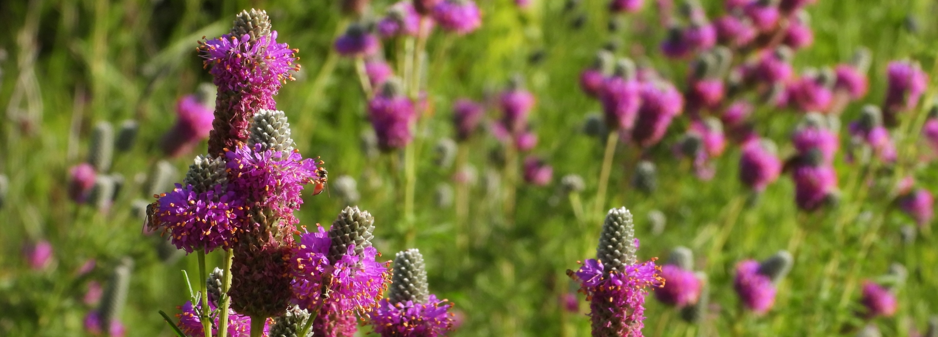 Dalea purpurea (purple prairie clover) header image