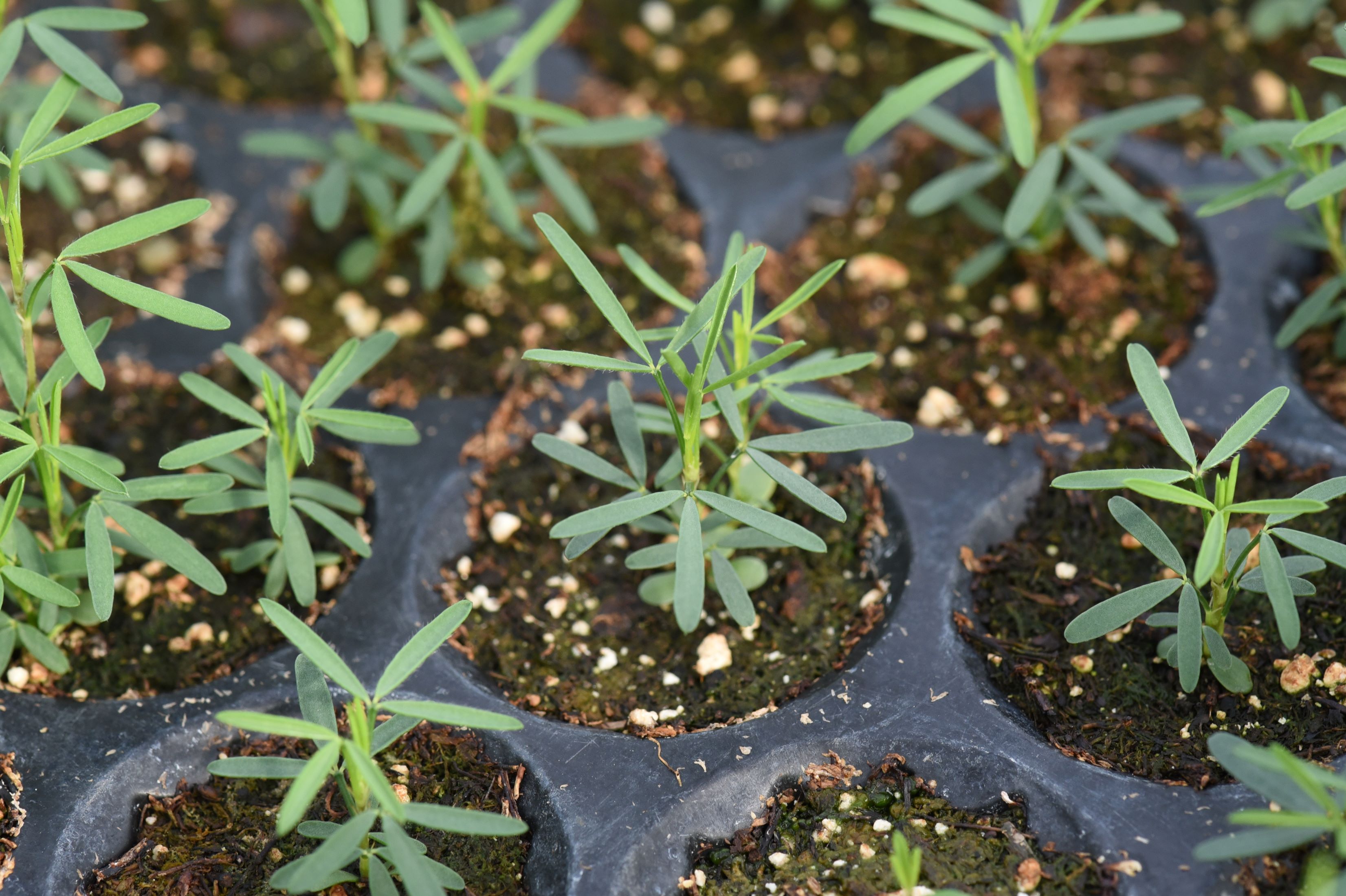 Dalea purpurea (purple prairie clover) leaves