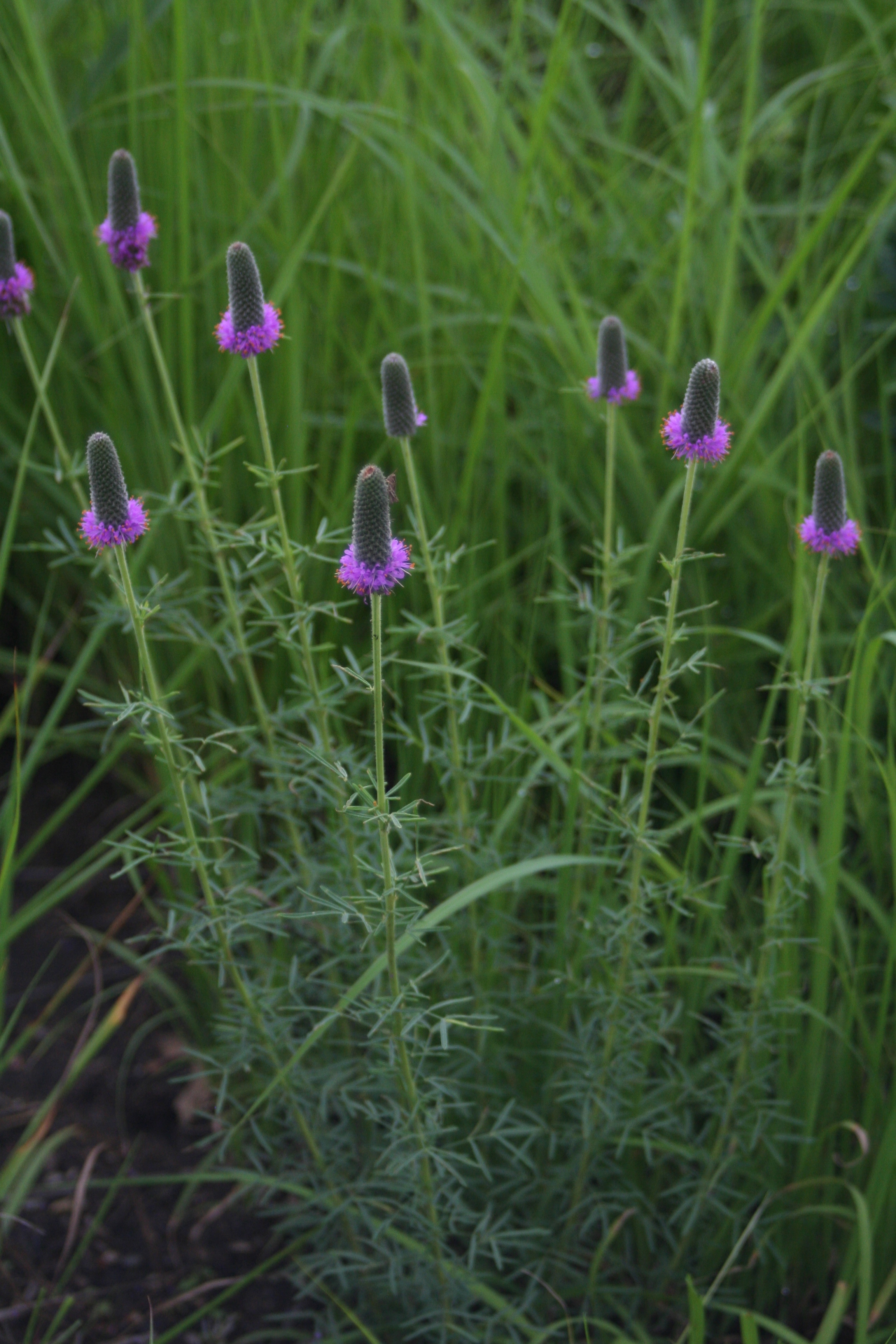 Dalea purpurea (purple prairie clover)  whole plant