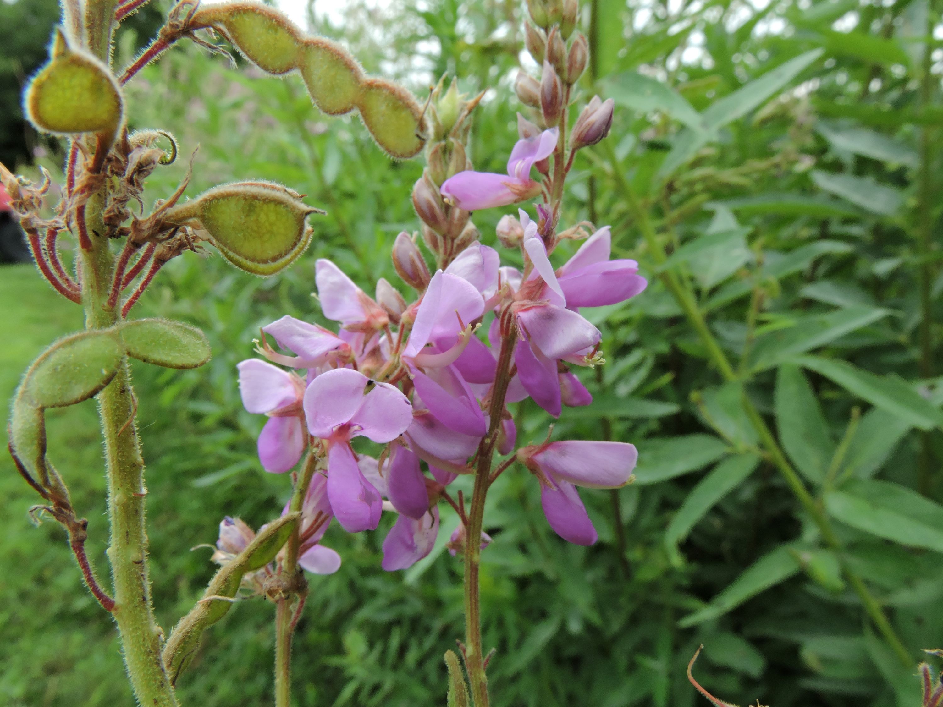 Desmodium canadense (showy ticktrefoil) flower