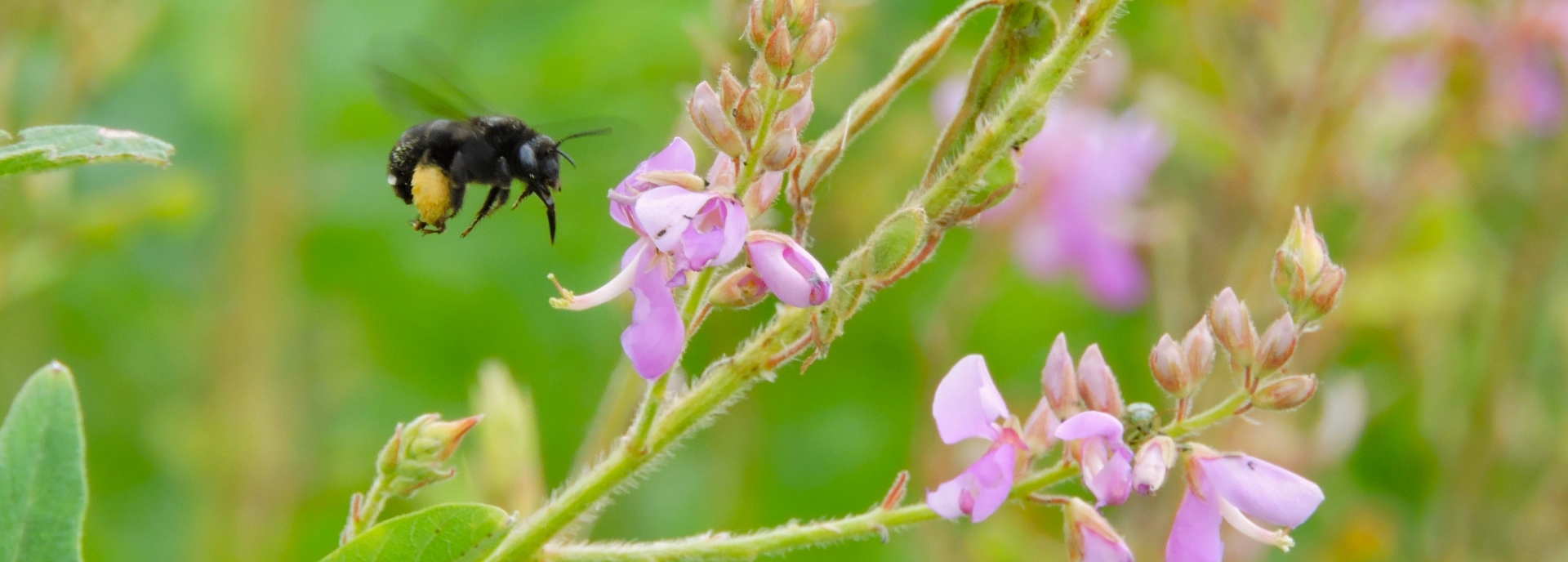 Desmodium canadense (showy ticktrefoil) header image