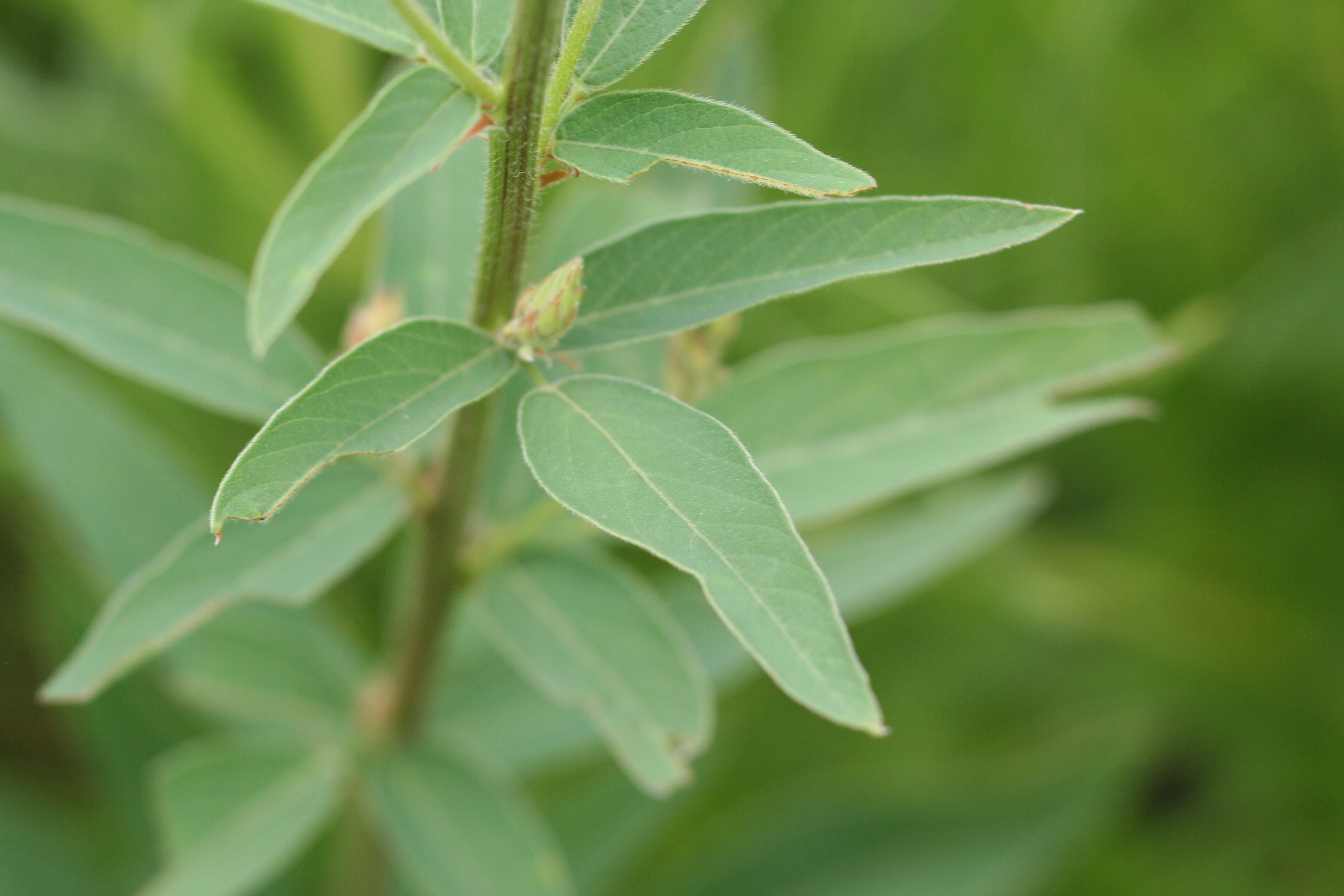 Desmodium canadense (showy ticktrefoil) leaf