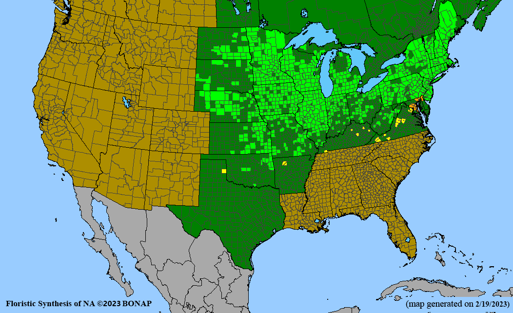 Desmodium canadense (showy ticktrefoil) BONAP map