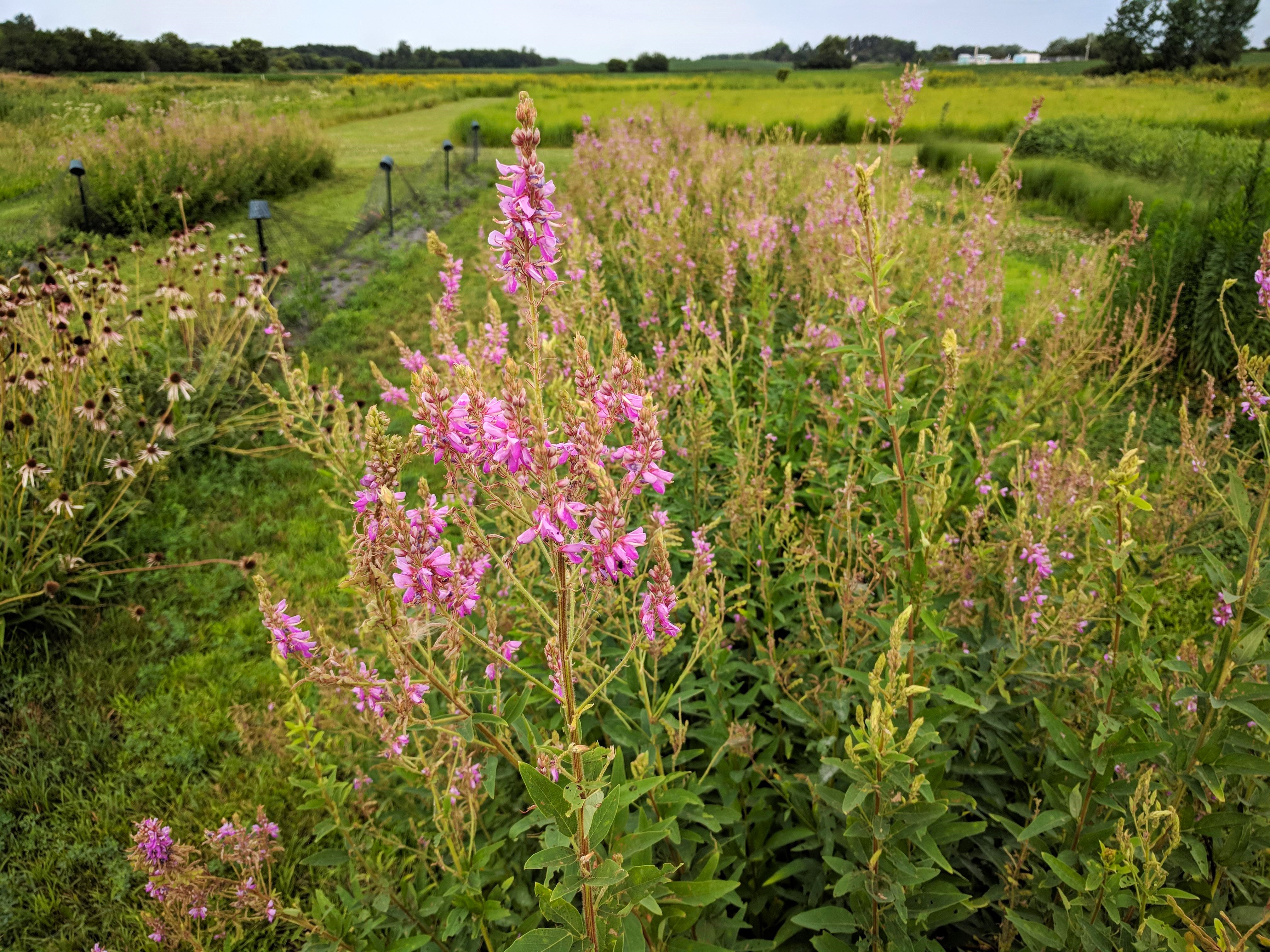 Desmodium canadense (showy ticktrefoil) whole plant