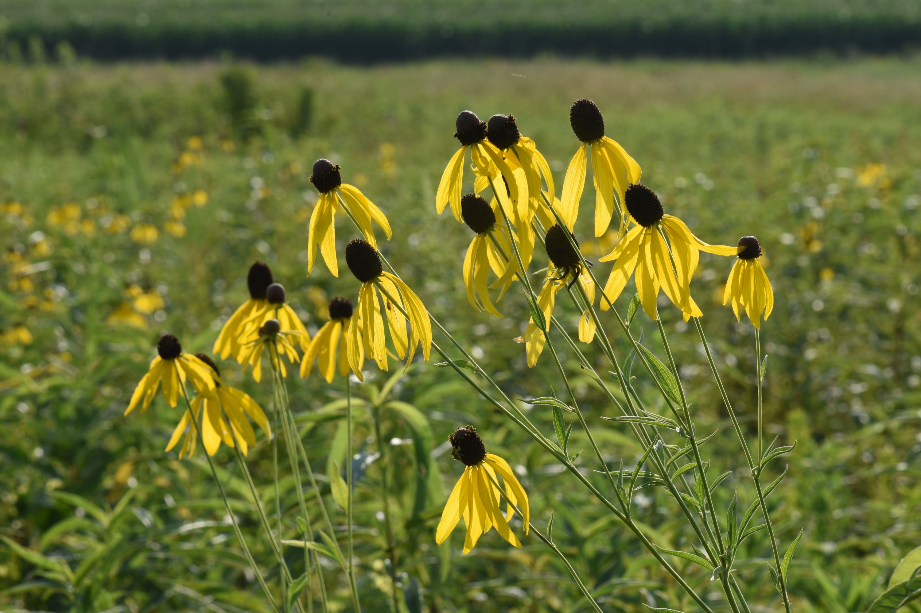 Ratibida pinnata (pinnate prairie coneflower) whole plant