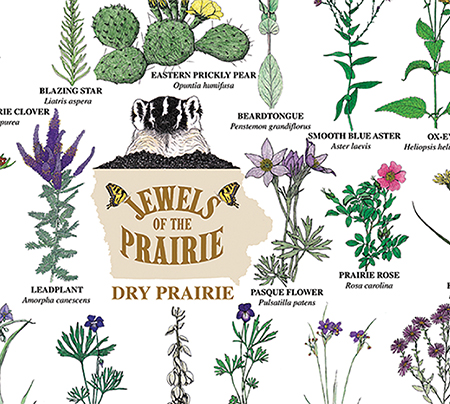 An section of a poster showing various types of prairie plants on the dry prairie.