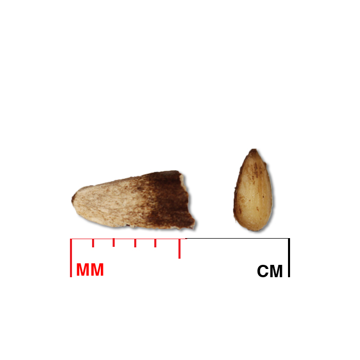 Echinacea pallida (pale purple coneflower) seed