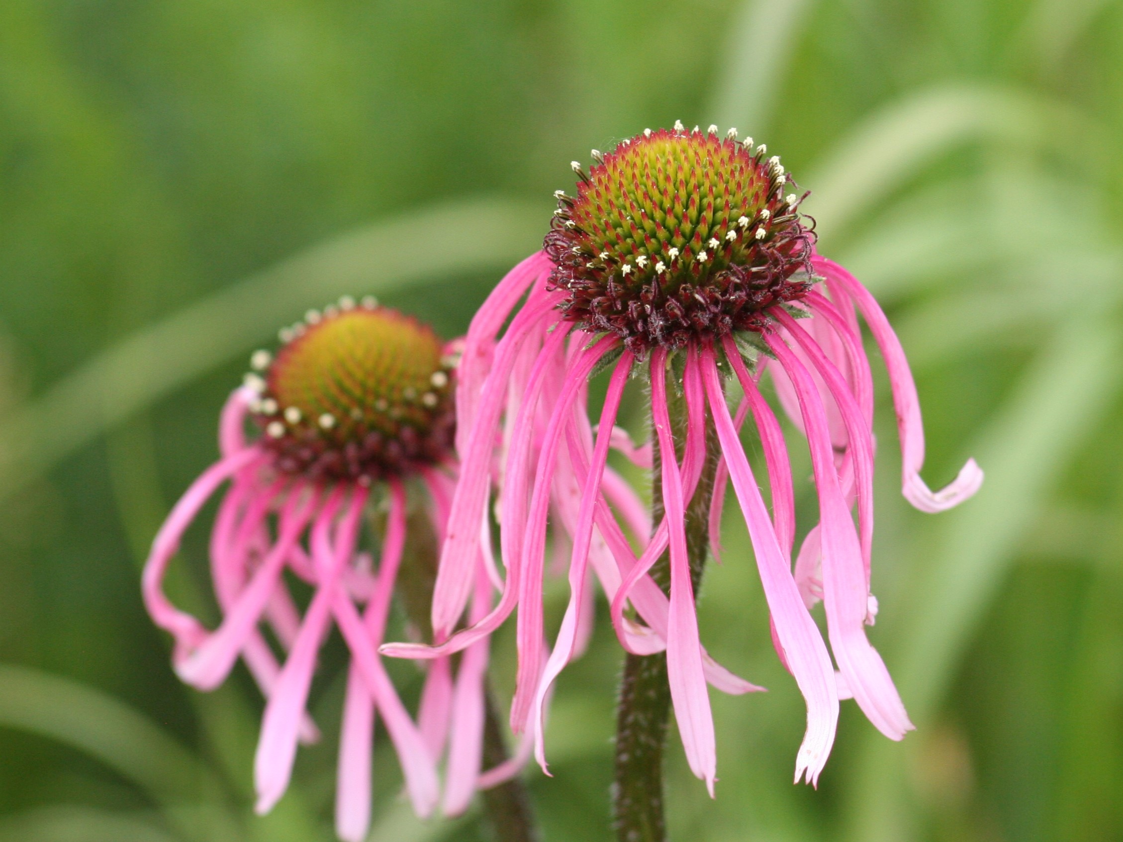 Echinacea pallida (plae purple coneflower) flower
