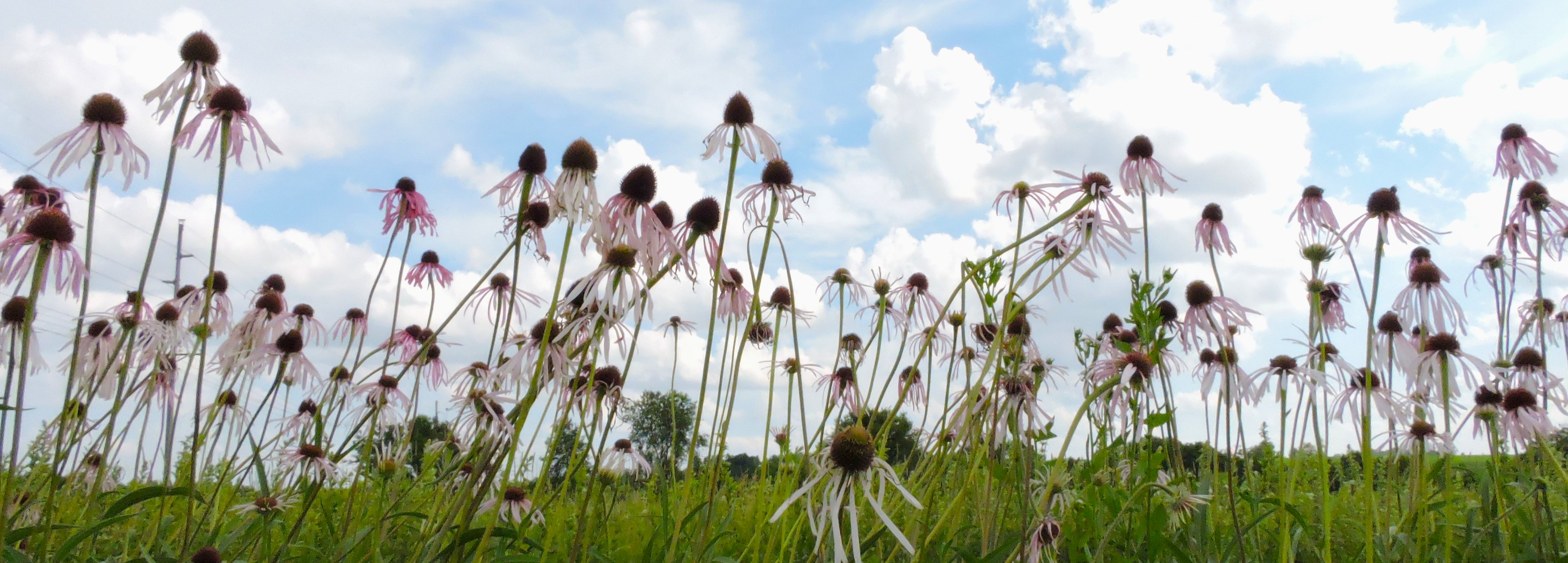 Echinacea pallida (pale purple coneflower) header image