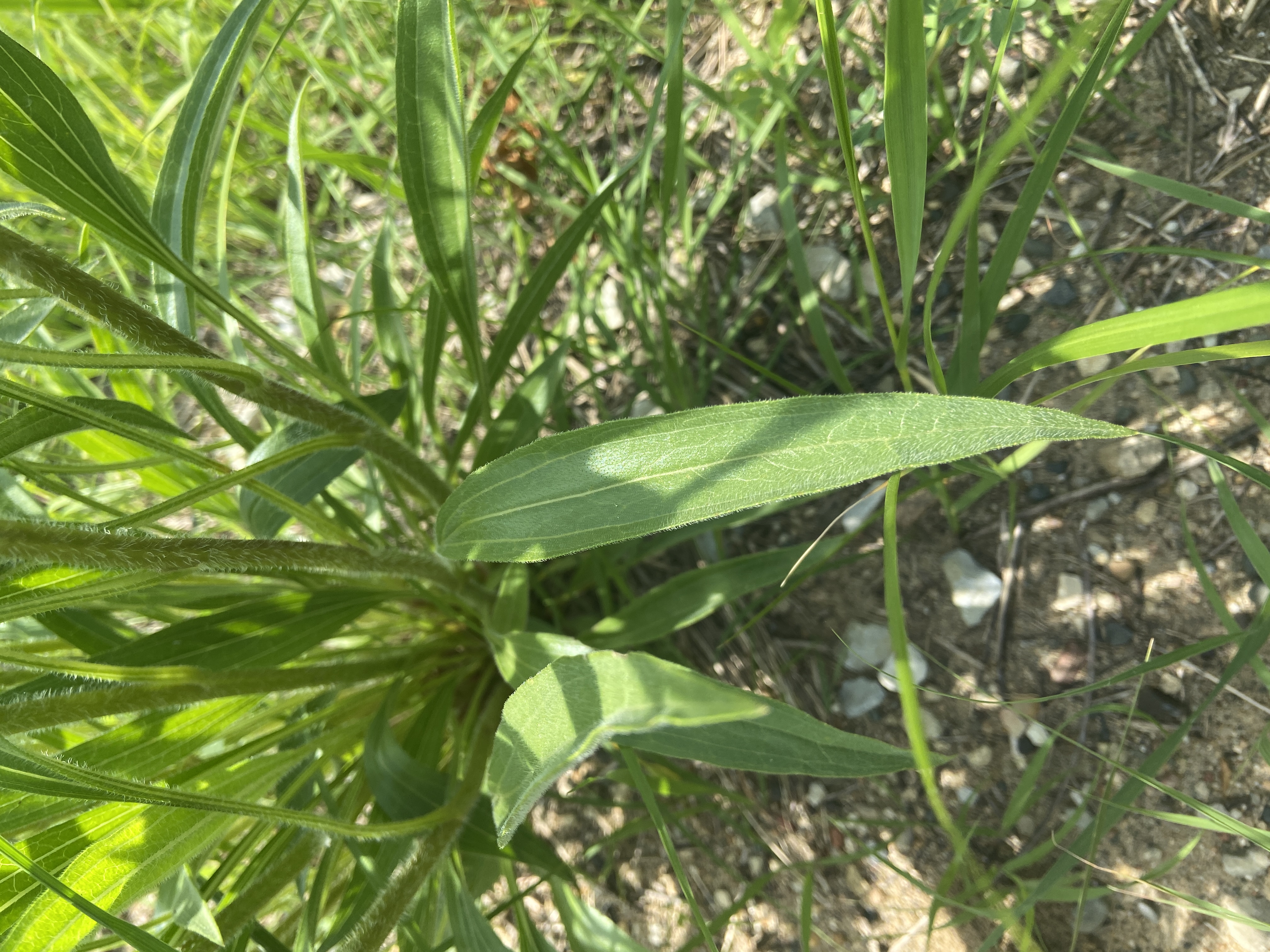 Echinacea pallida (pale purple coneflower) leaves