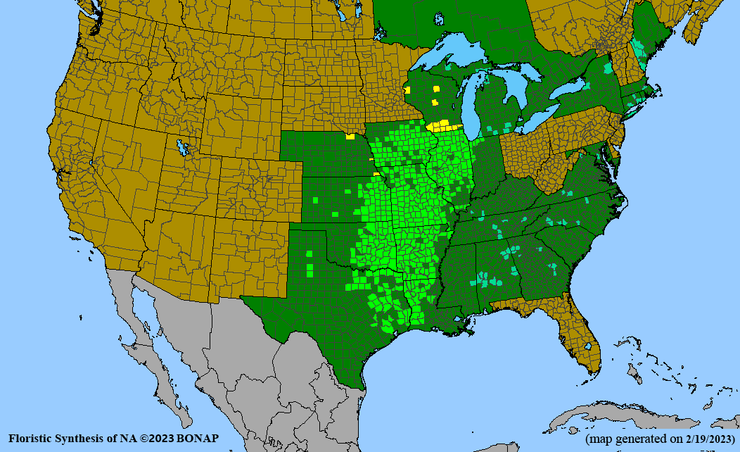 Echinacea pallida (pale purple coneflower) BONAP map