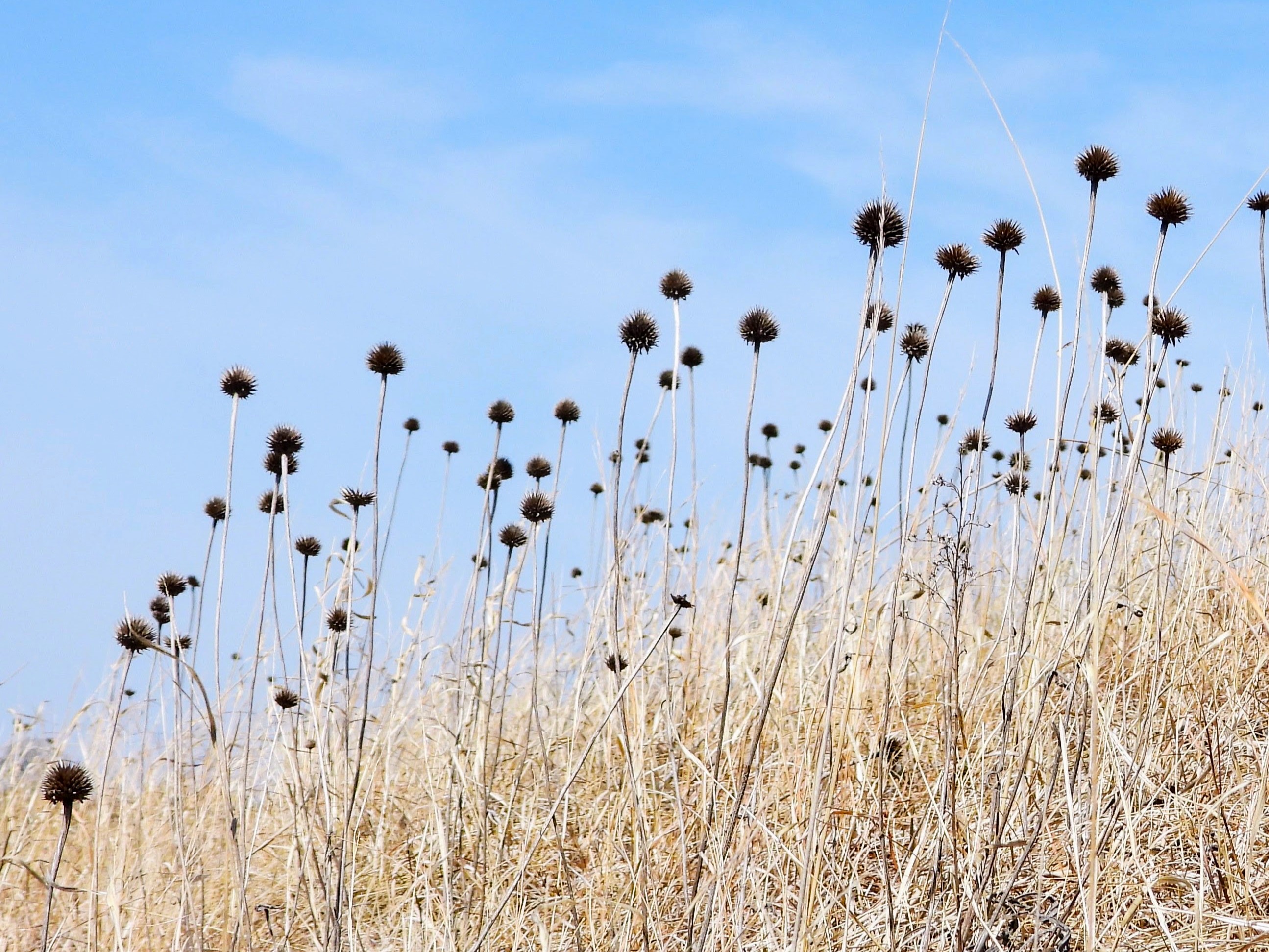 Echinacea pallida (pale purple coneflower) seedheads