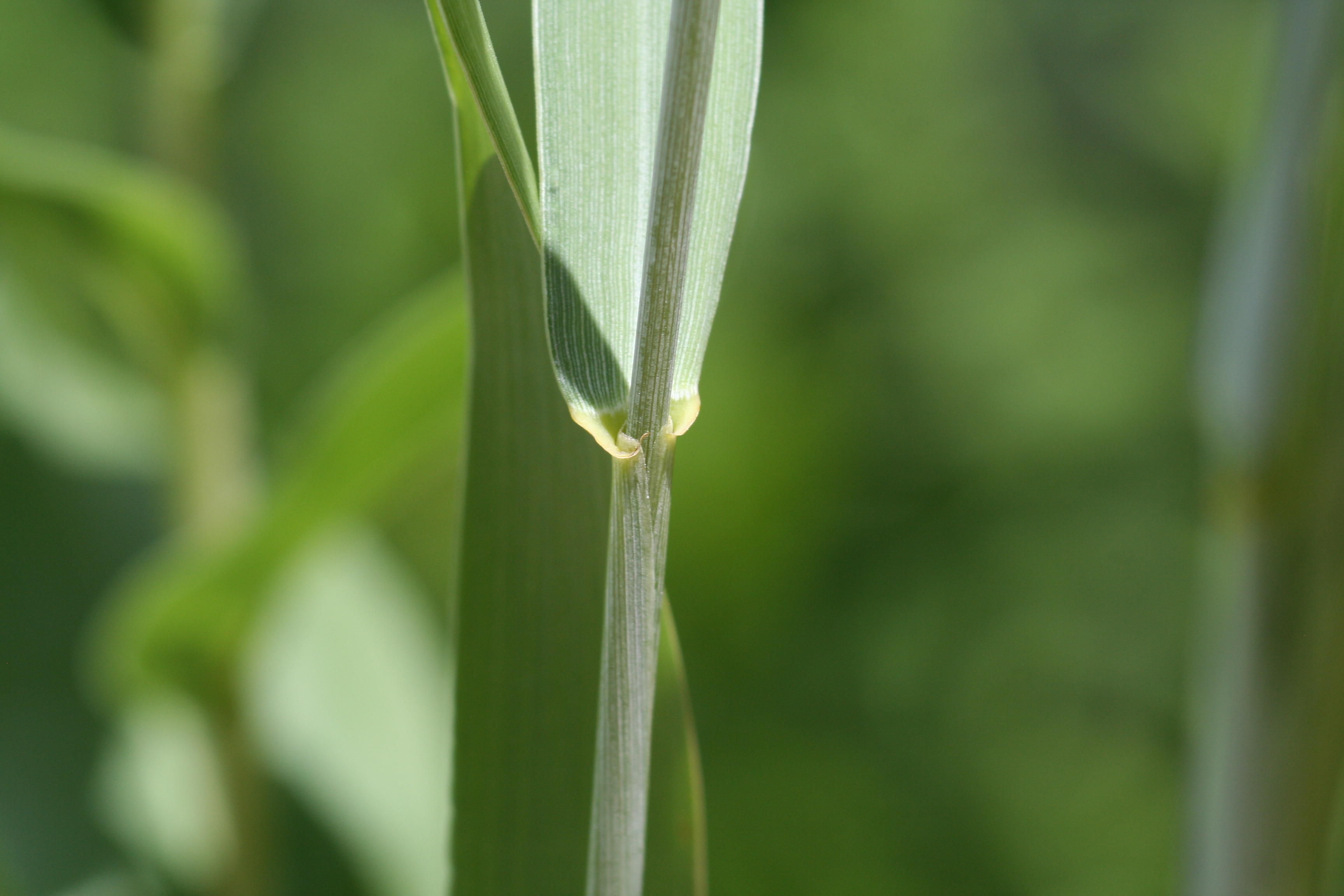 Canada wildrye (Elymus canadensis) leaf and stem