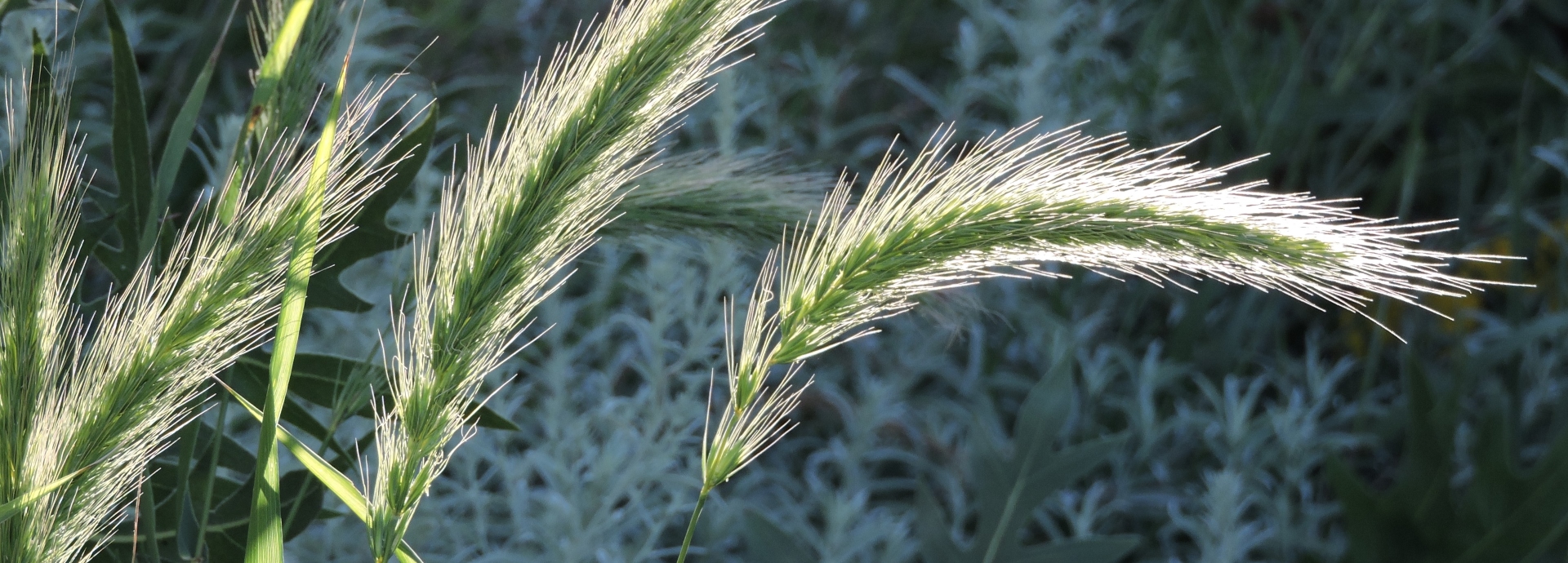 seedheads of Canada wildrye, showing long, bristly awns and drooping spikes