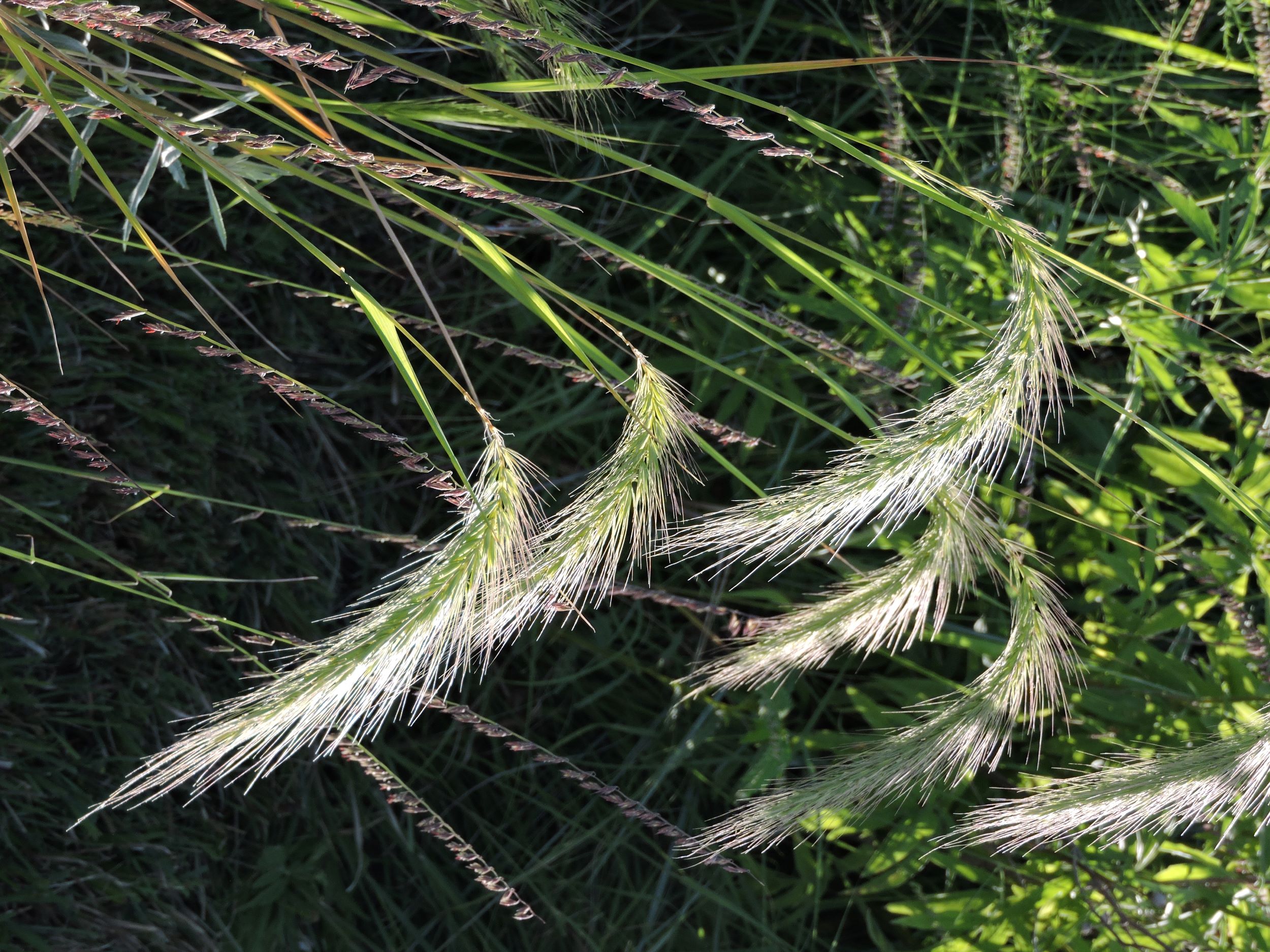 Canada wildrye (Elymus canadensis) inflorescence