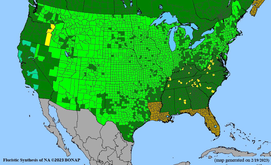 Canada wildrye (Elymus canadensis) county level distribution BONAP map