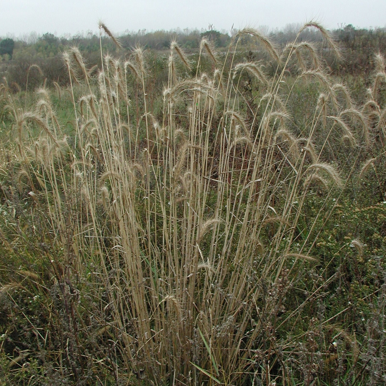 Canada wildrye (Elymus canadensis) whole plant