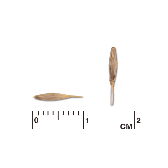 Elymus villosus (hairy wildrye) seed