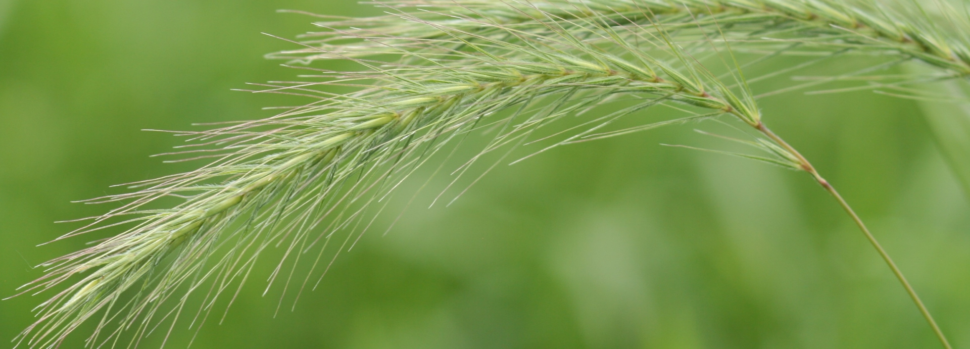 Elymus villosus (hairy wildrye) header image
