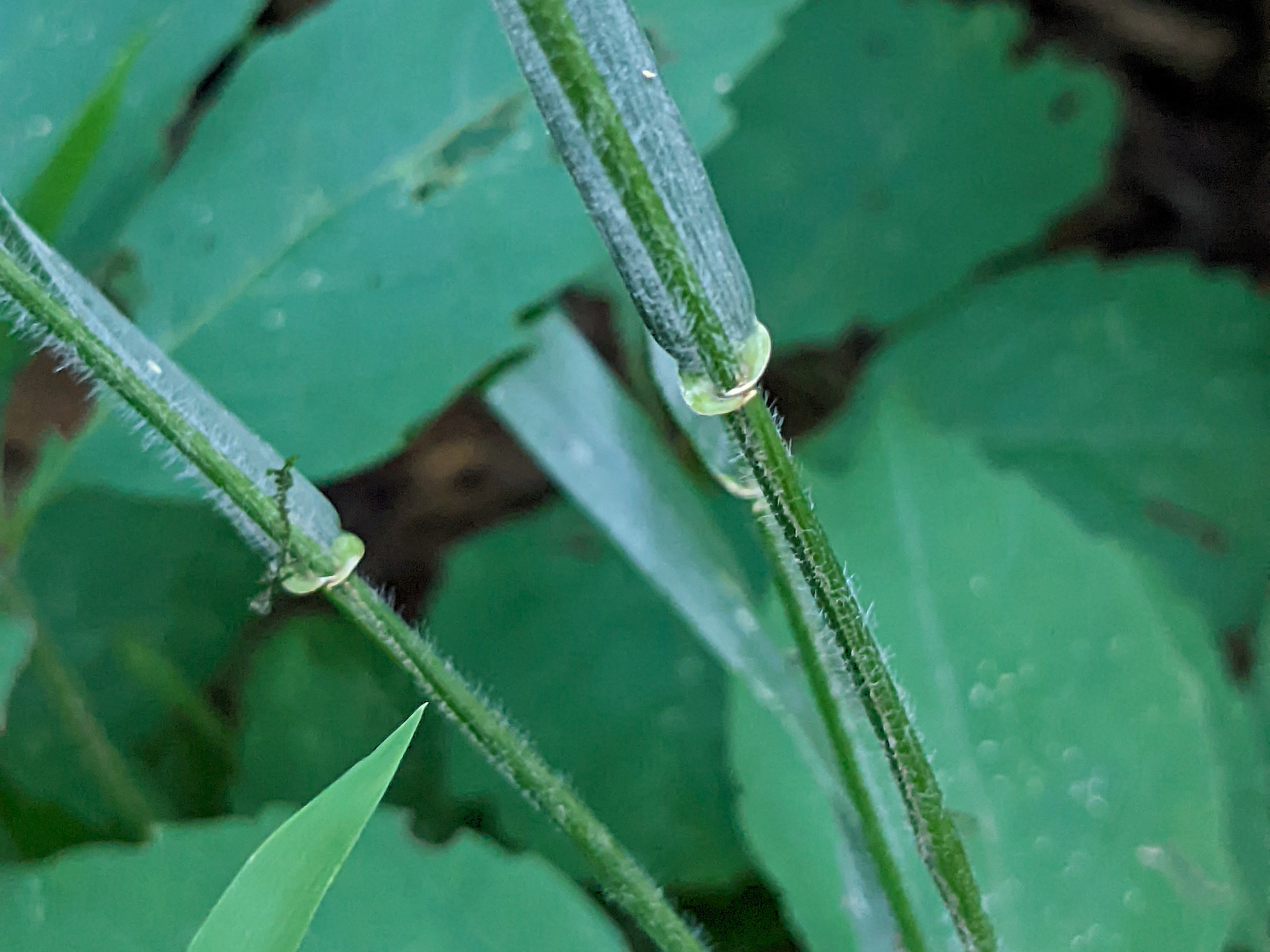 Elymus villosus (hairy wildrye) leaves and stems