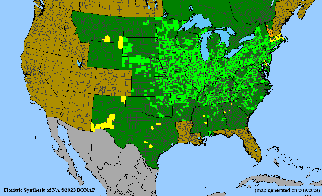 Elymus villosus (hairy wildrye) BONAP map