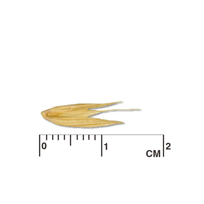 Elymus virginicus (Virginia wild rye) seed