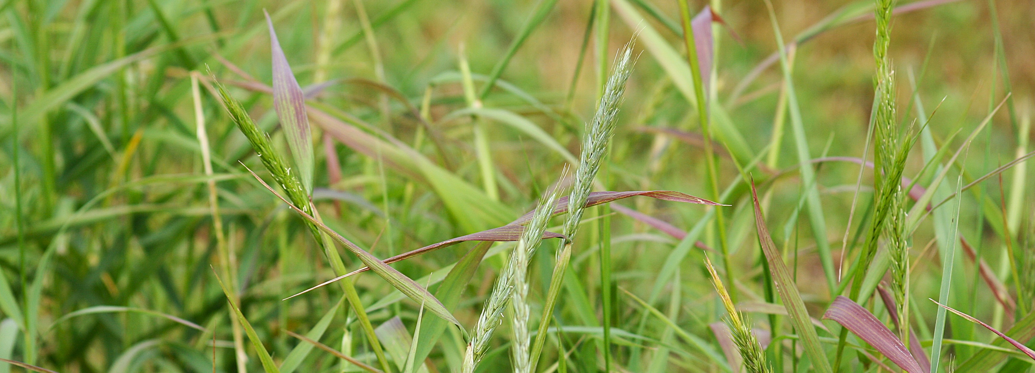 Elymus virginicus (Virginia wild rye) header image