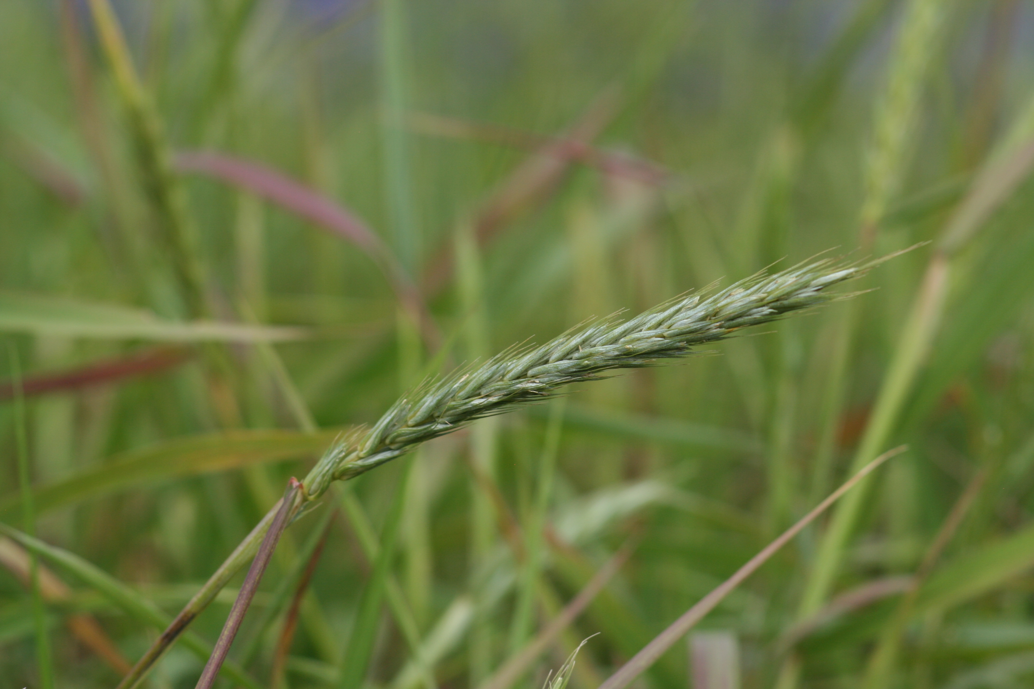 Elymus virginicus (Virginia wild rye) inflorescence
