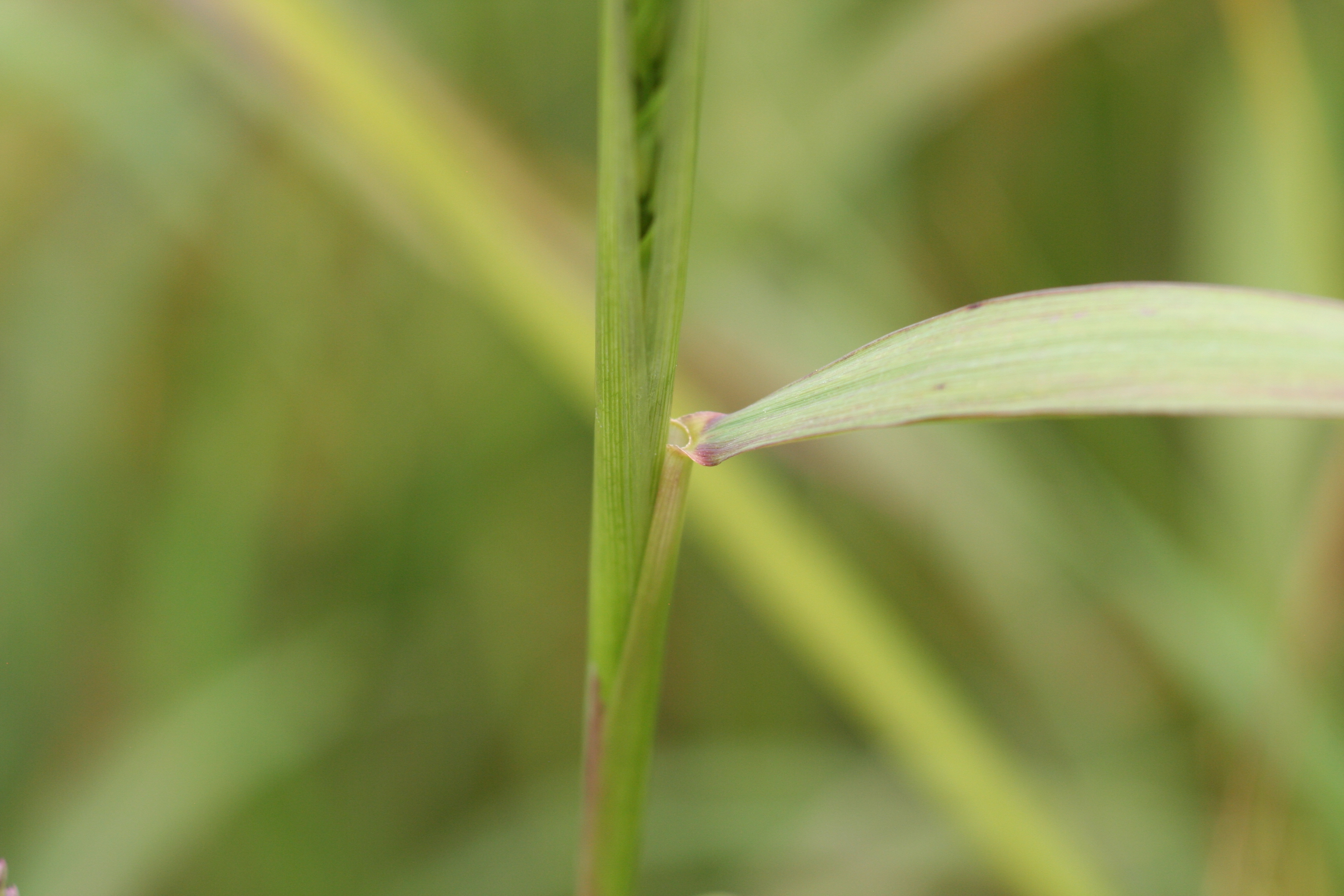 Elymus virginicus (Virginia wild rye) ligule
