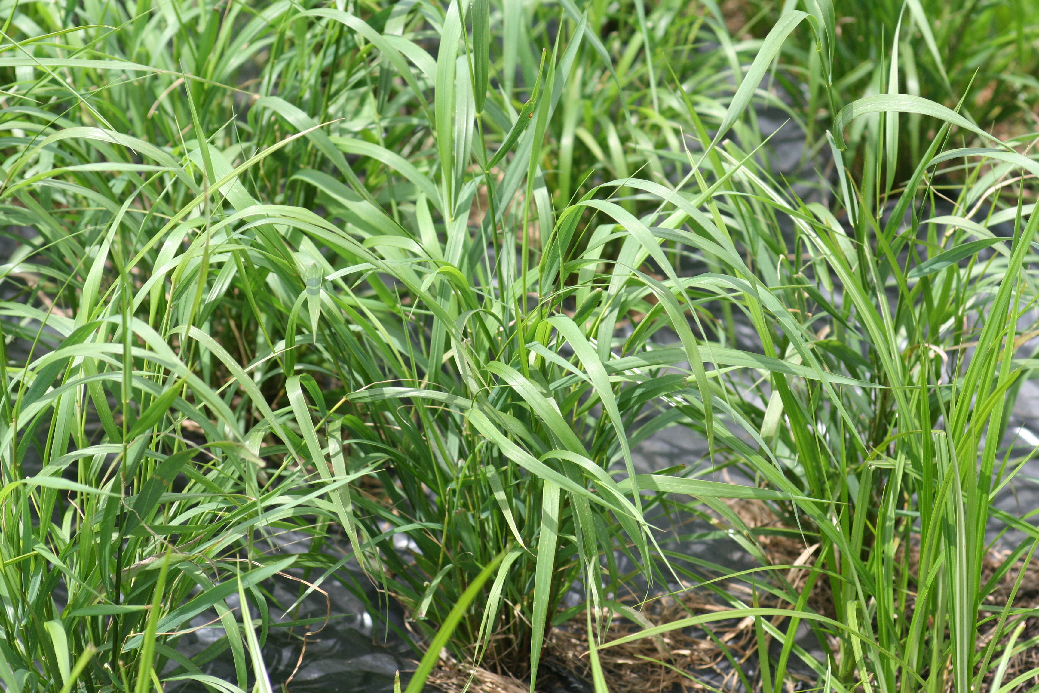 Elymus virginicus (Virginia wild rye) whole plant