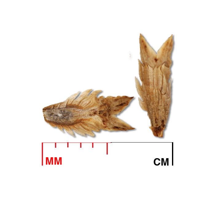 Eryngium yuccifolium (button eryngo) seed