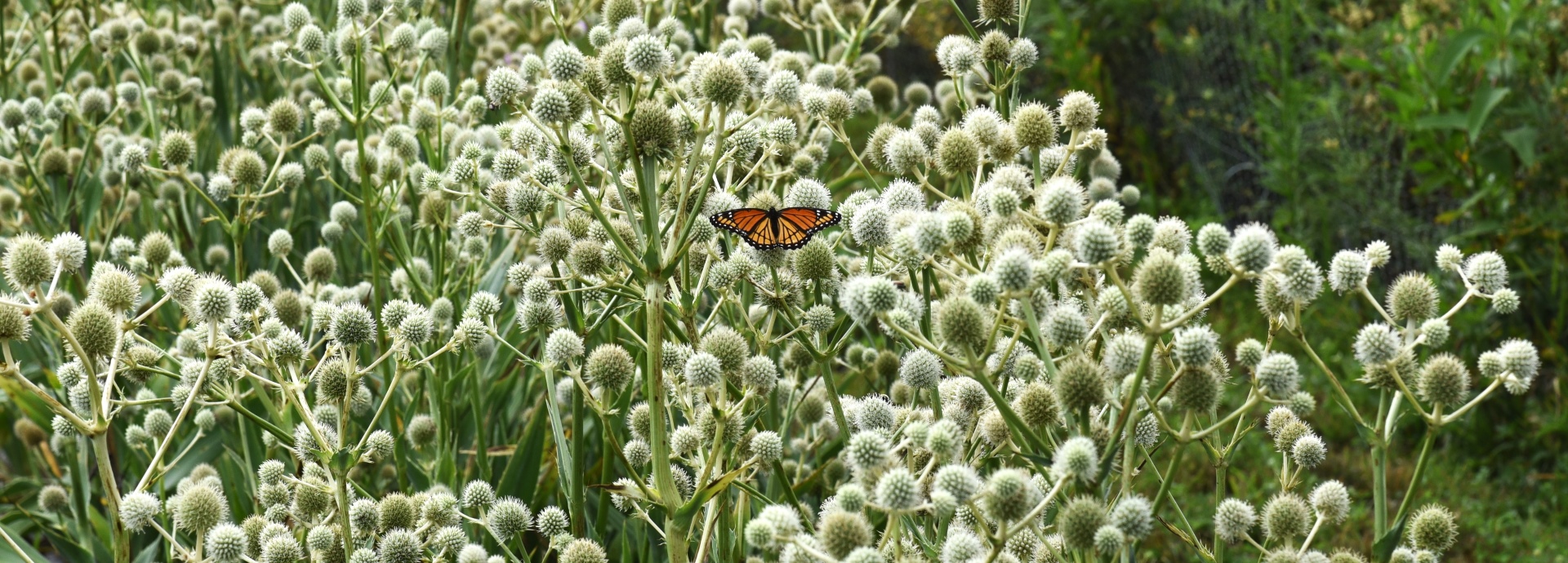 Eryngium yuccifolium (button eryngo or rattlesnake master) in flower in a production row with a viceroy butterfly visiting the flowers