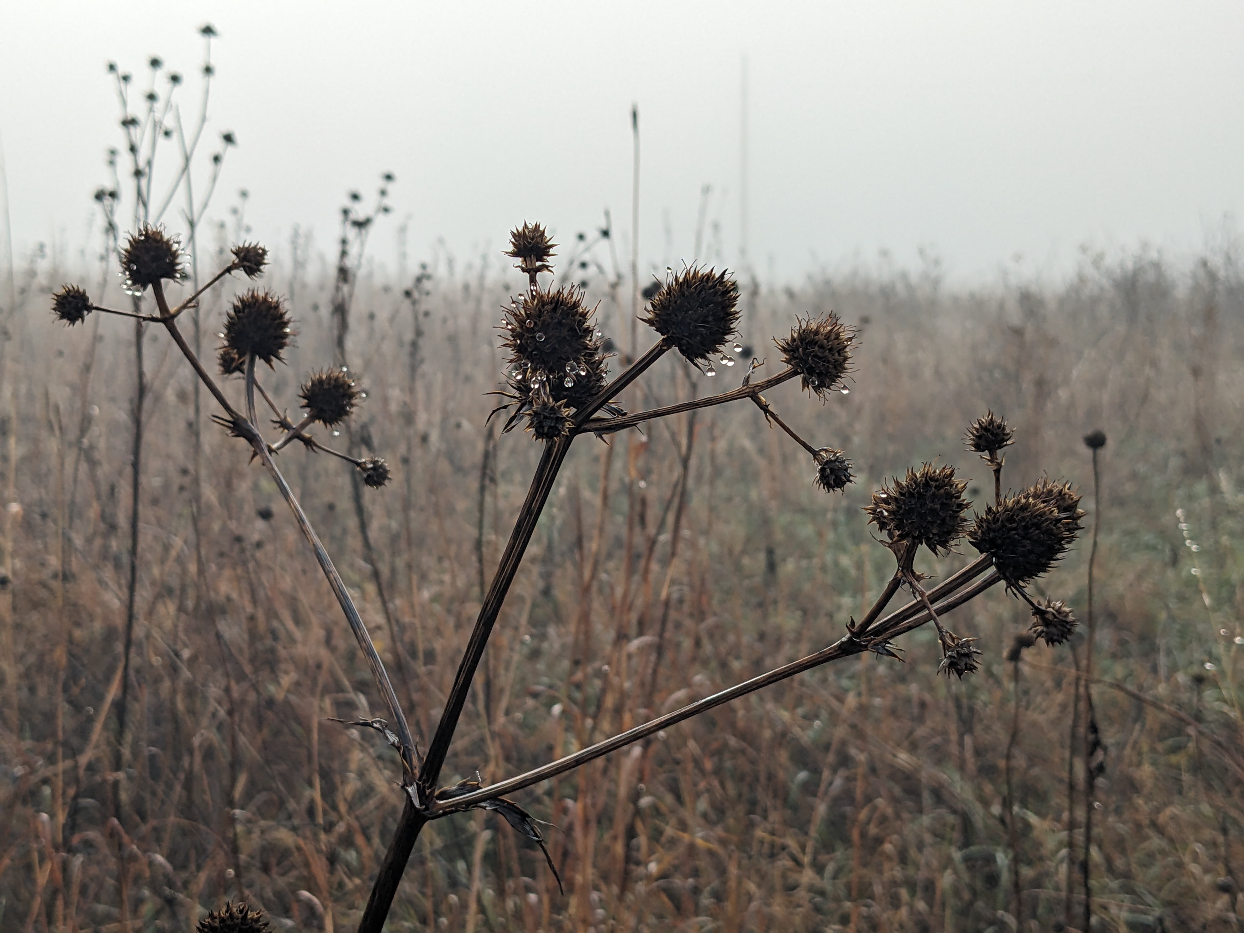 Eryngium yuccifolium (button eryngo) seed head