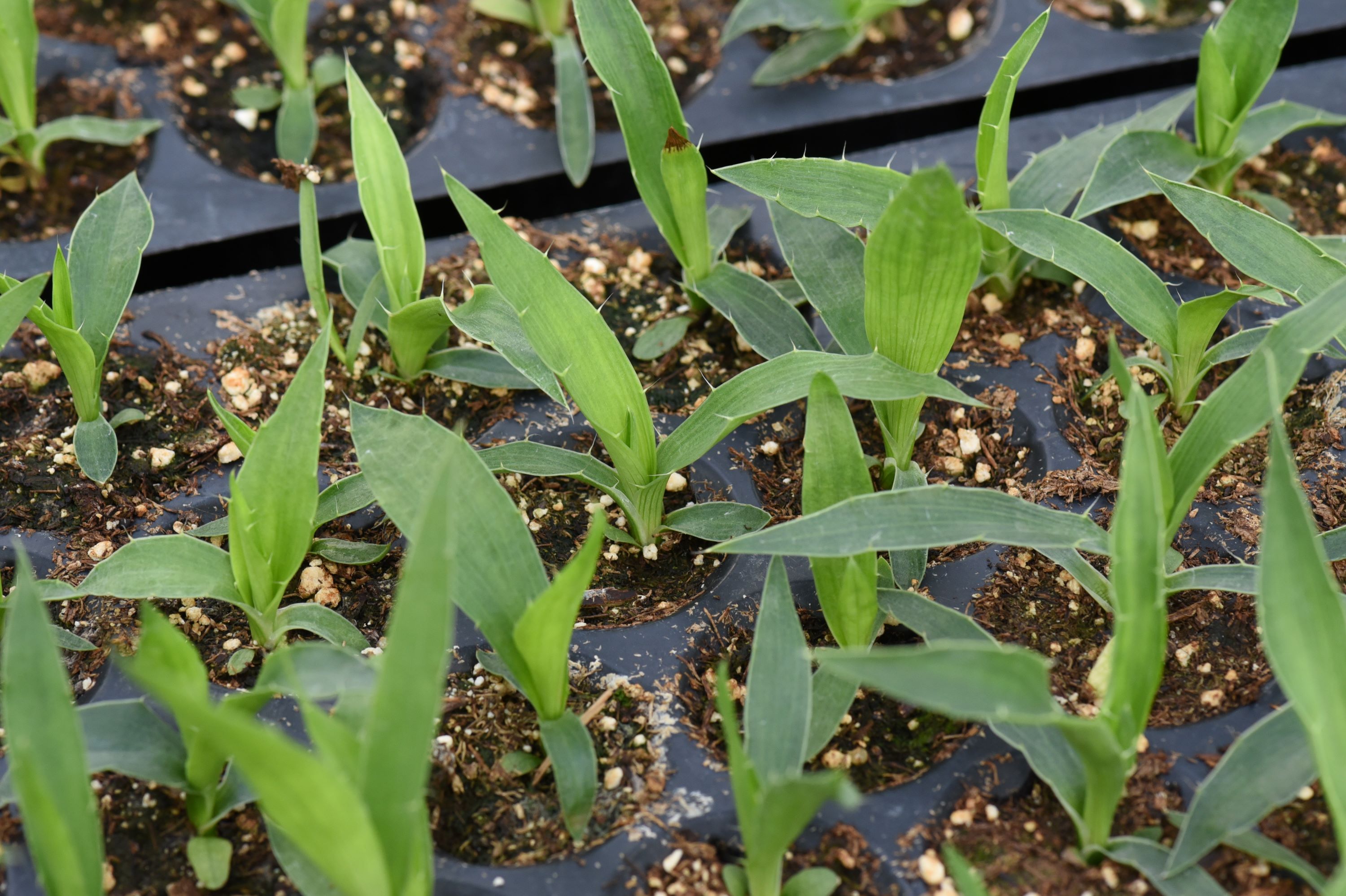 Eryngium yuccifolium (button eryngo) seedling leaves