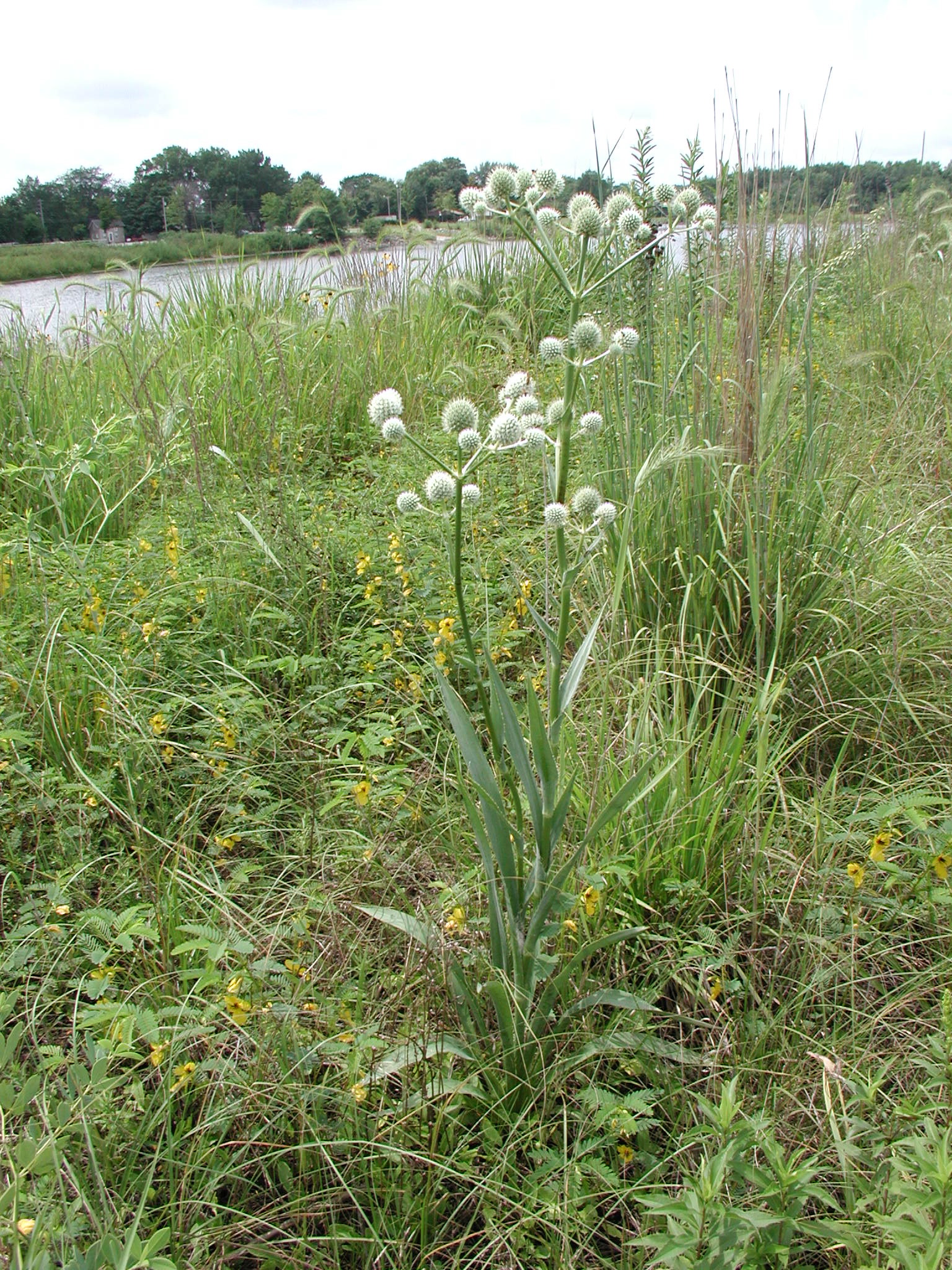 Eryngium yuccifolium (button eryngo) whole plant