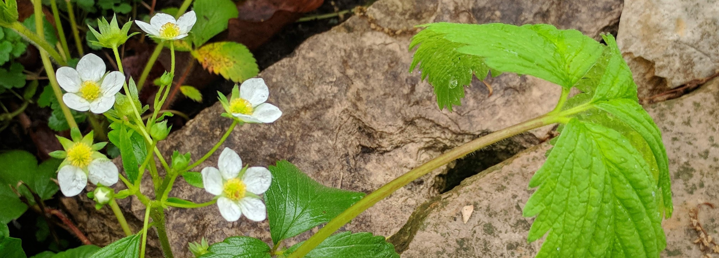 Virginia strawberry header image