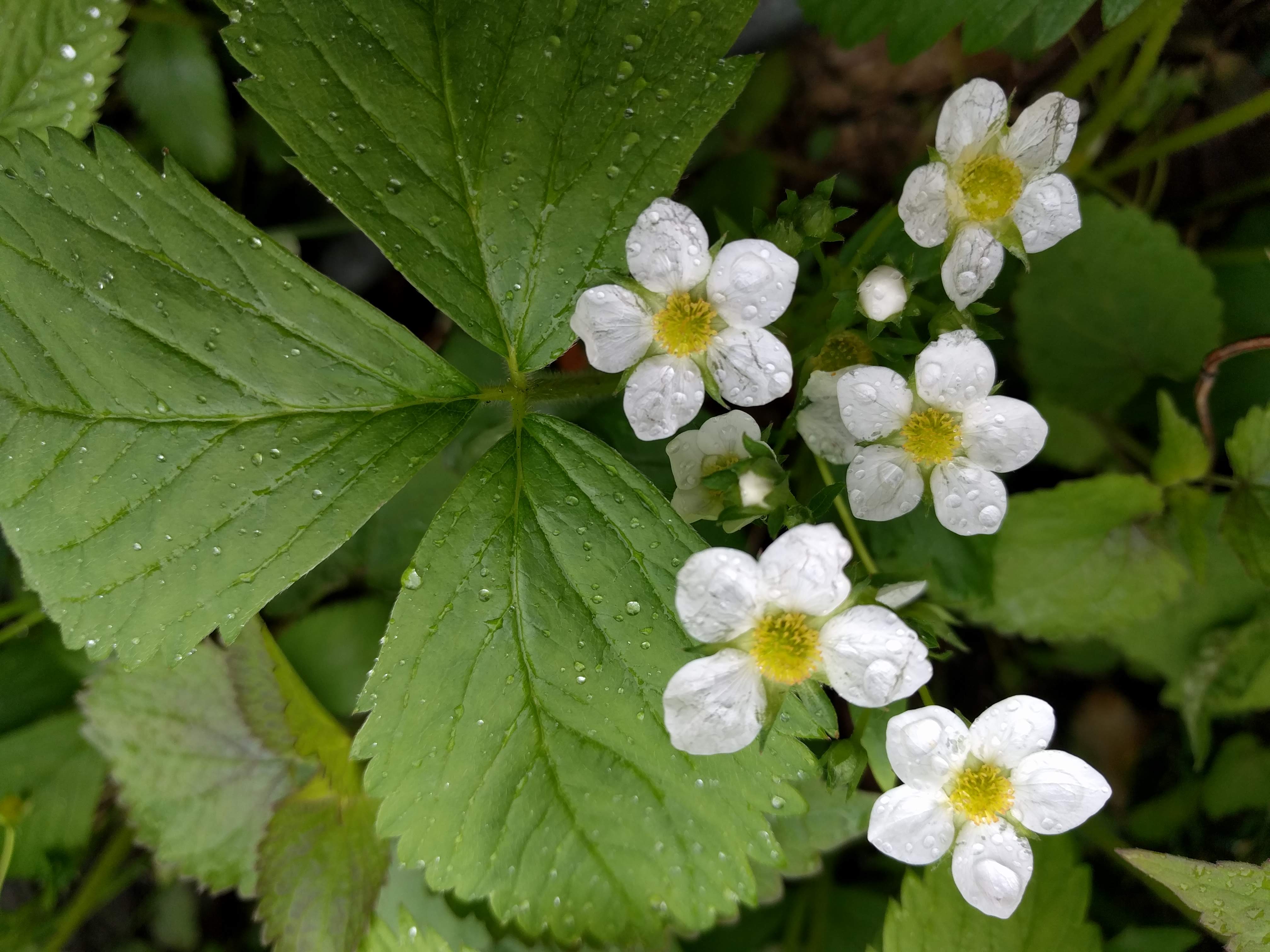 Virginia strawberry flower