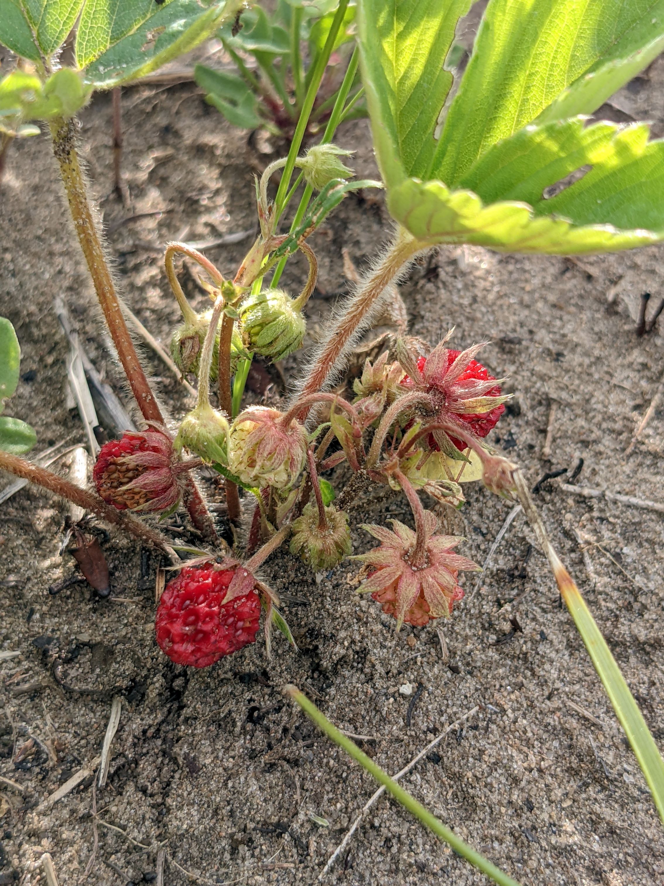 Virginia strawberry fruit