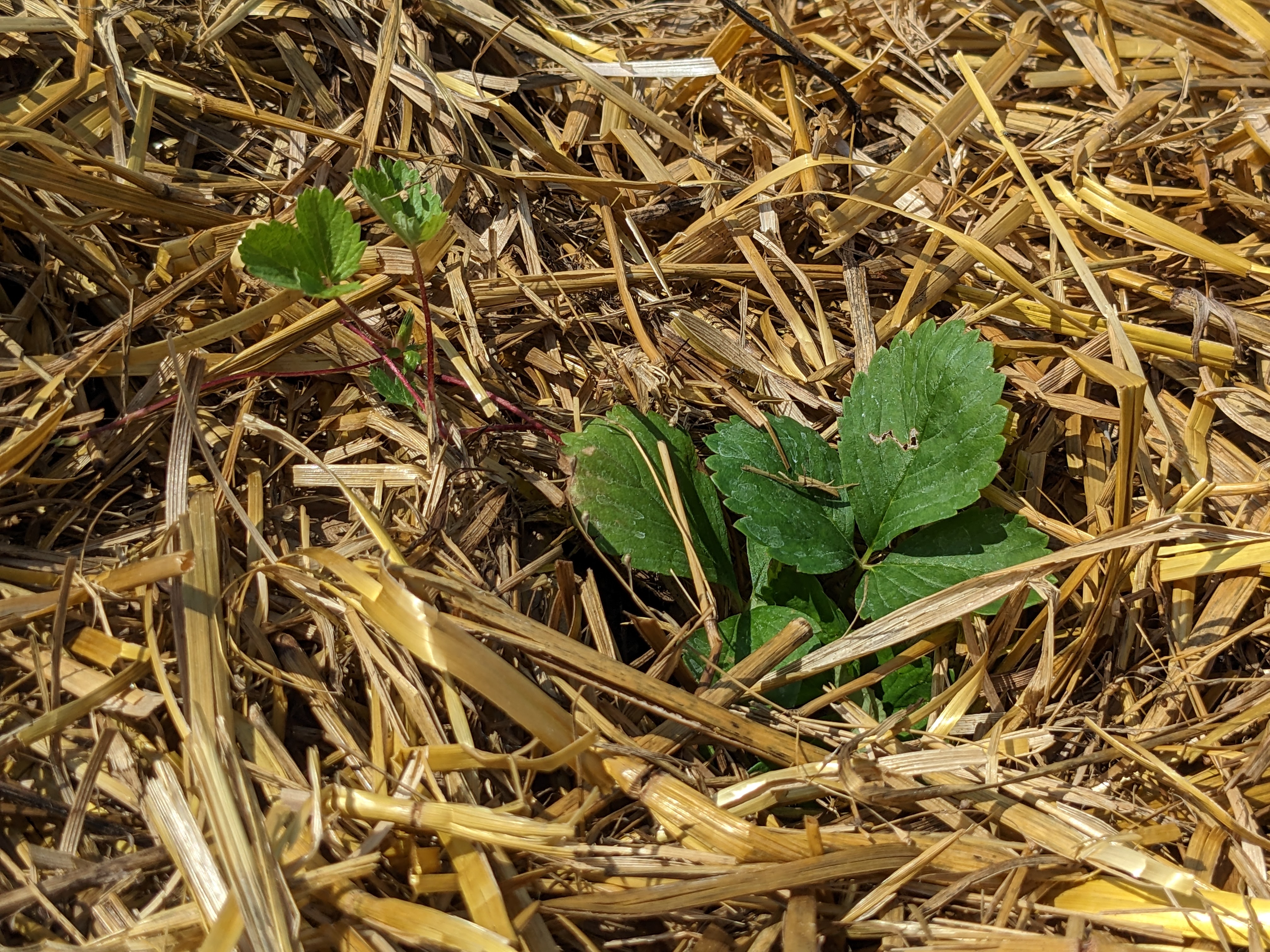 Virginia strawberry leaf