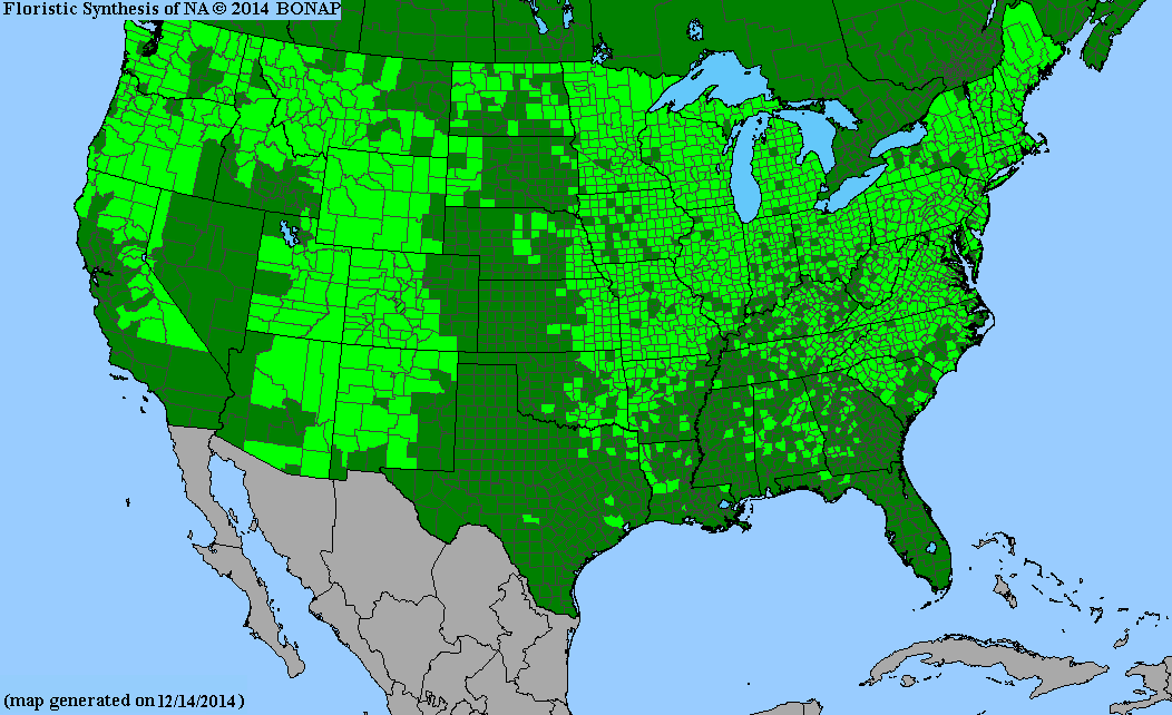 Virginia strawberry BONAP map