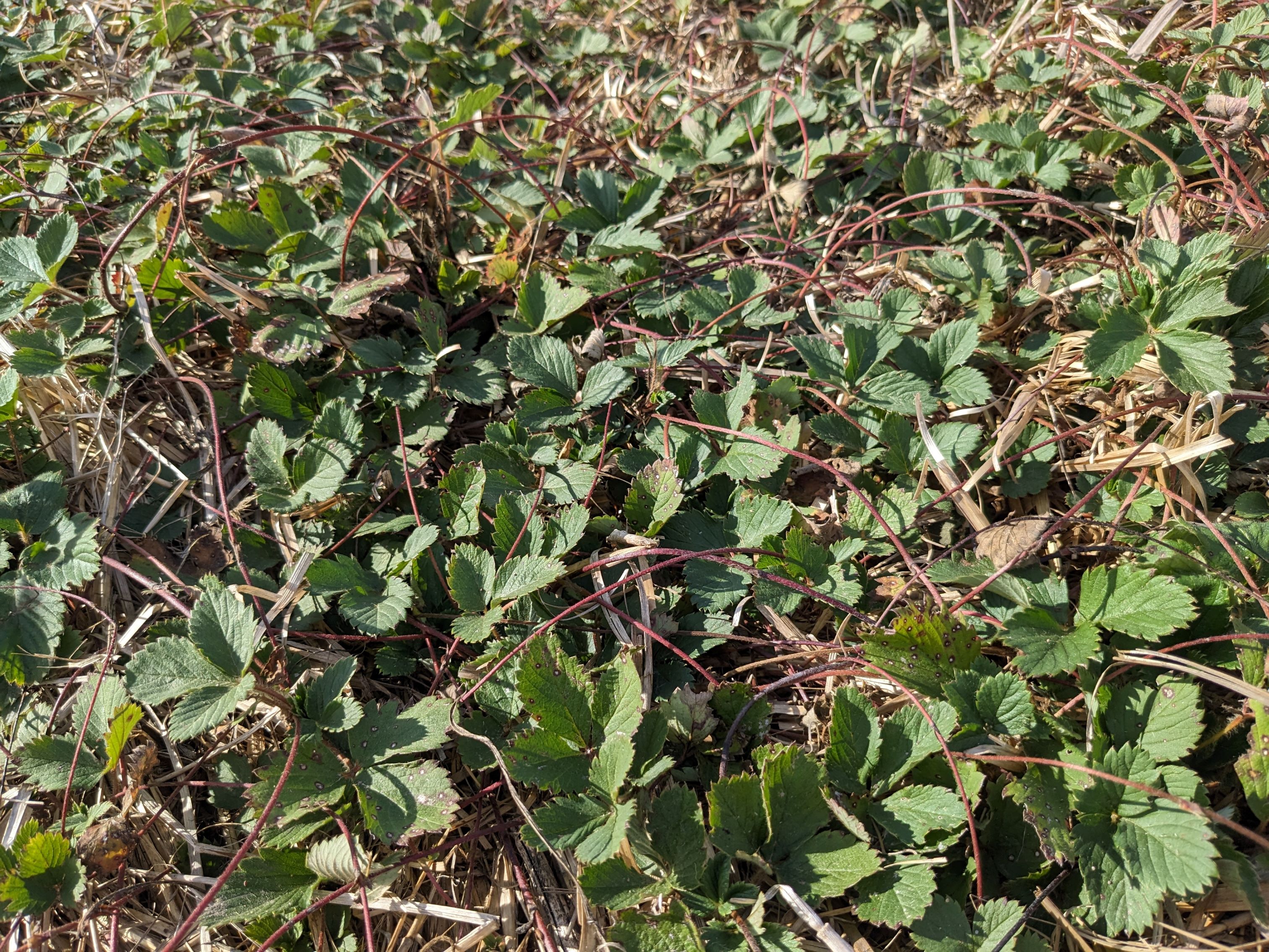 Virginia strawberry whole plant