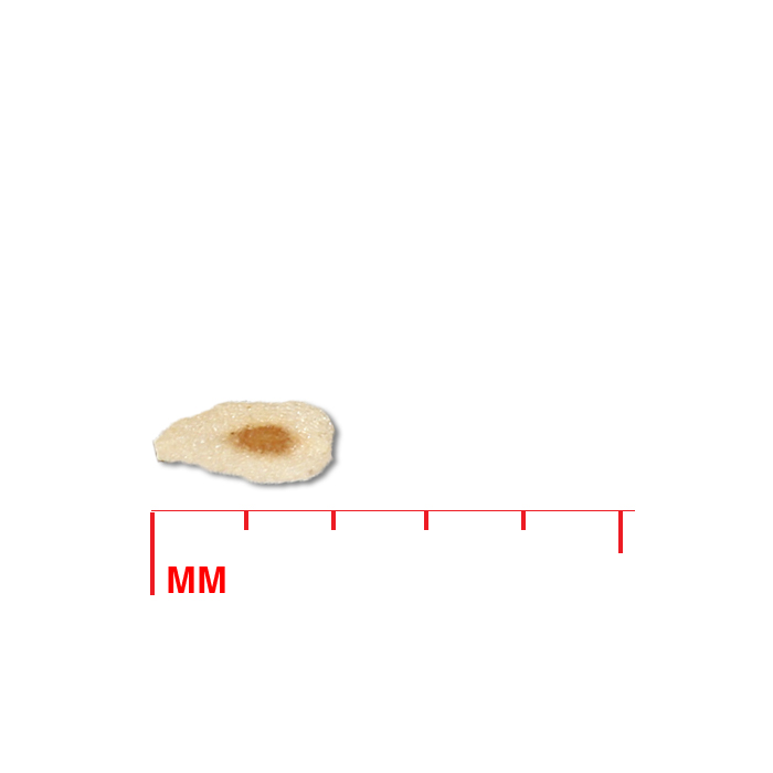 Gentiana andrewsii (closed bottle gentian) seed