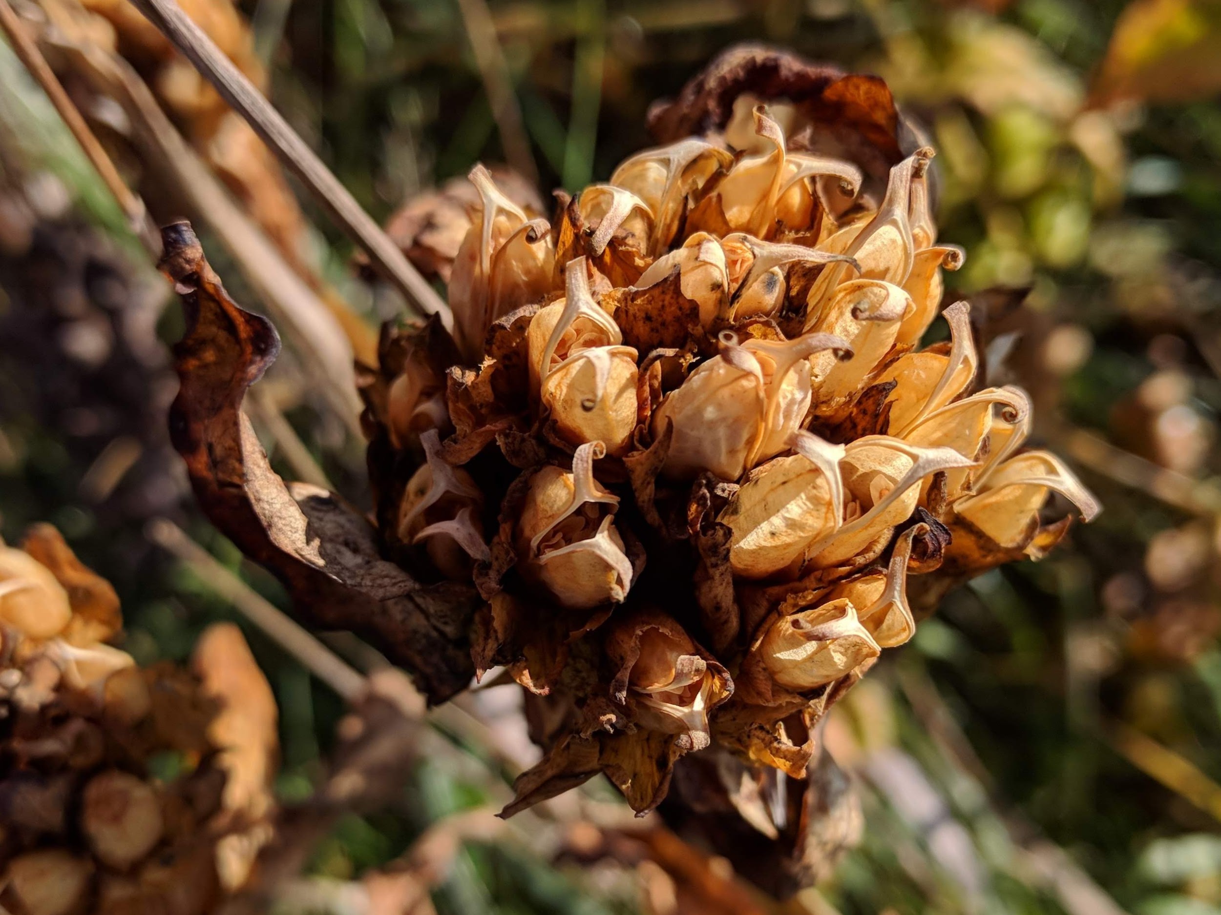 Gentiana andrewsii (closed bottle gentian) seedhead