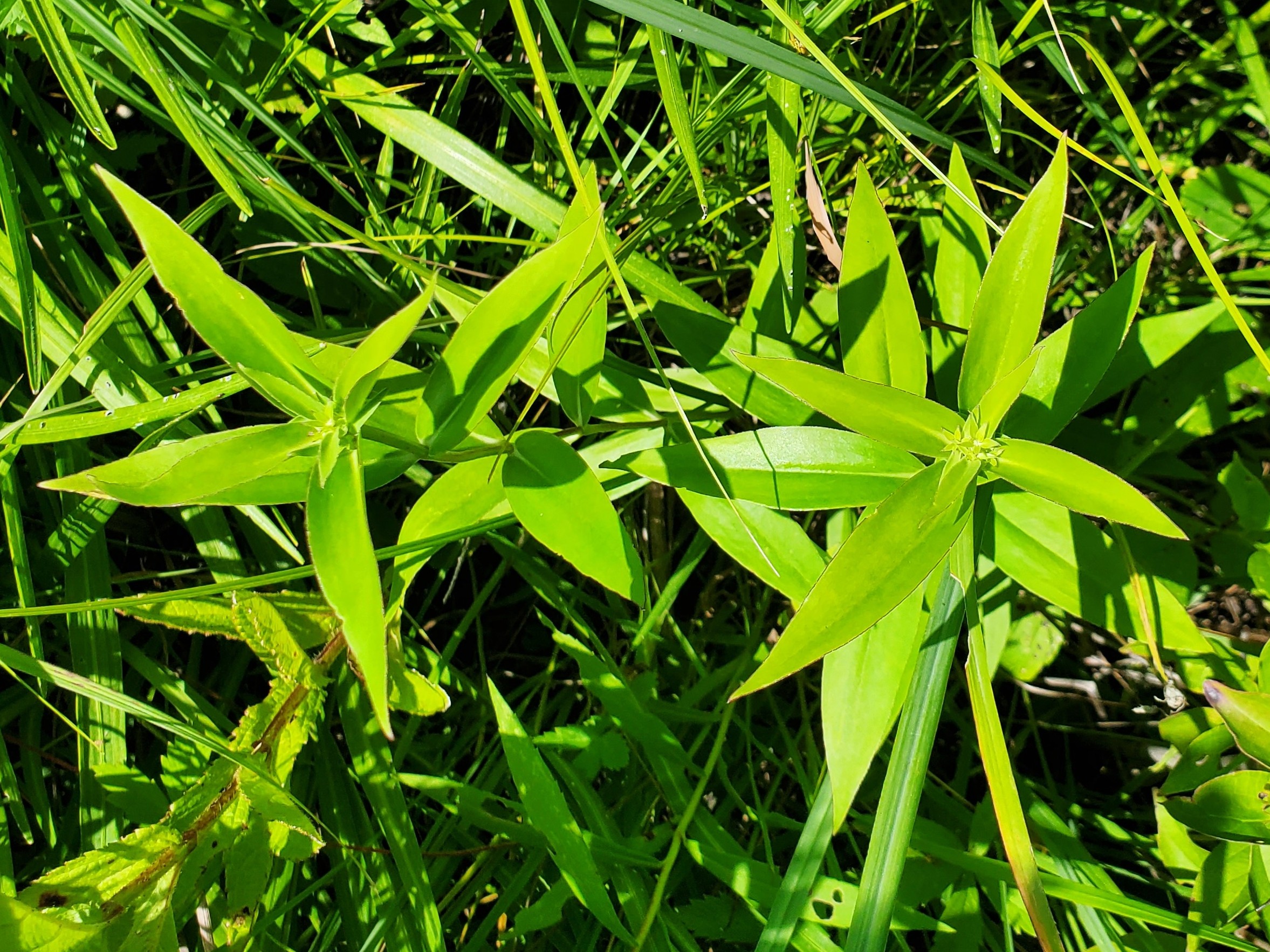 Gentiana andrewsii (closed bottle gentian) leaves