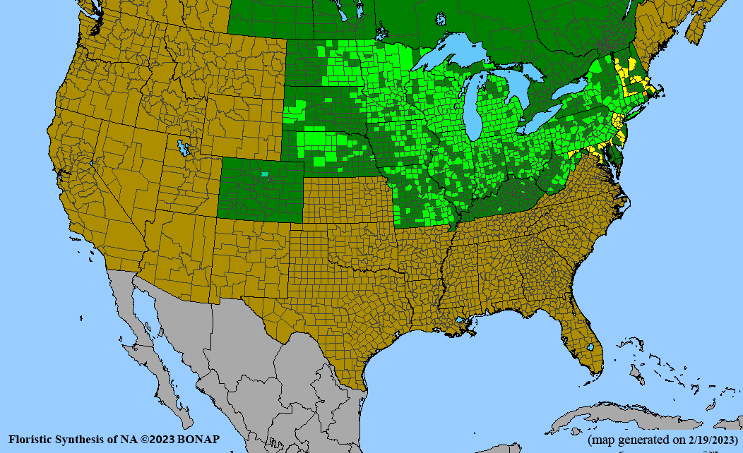 Gentiana andrewsii (closed bottle gentian) BONAP map