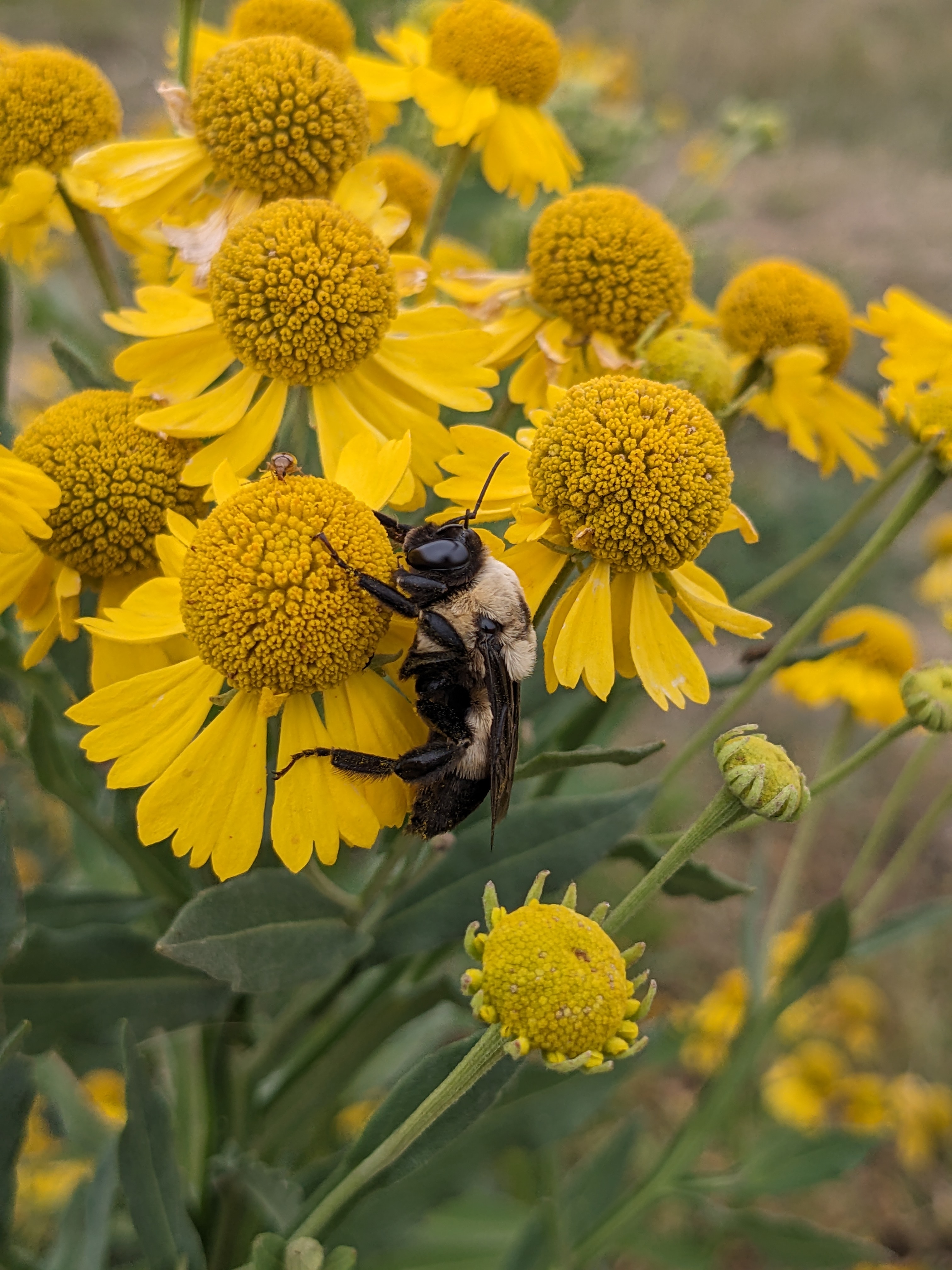 Helenium autumnale (common sneezeweed) flower