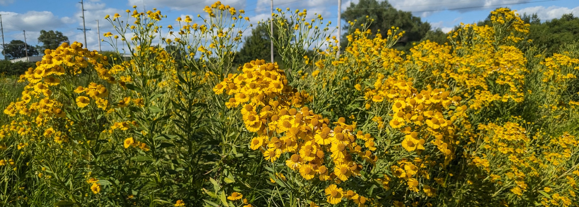 Helenium autumnale (common sneezeweed) header image