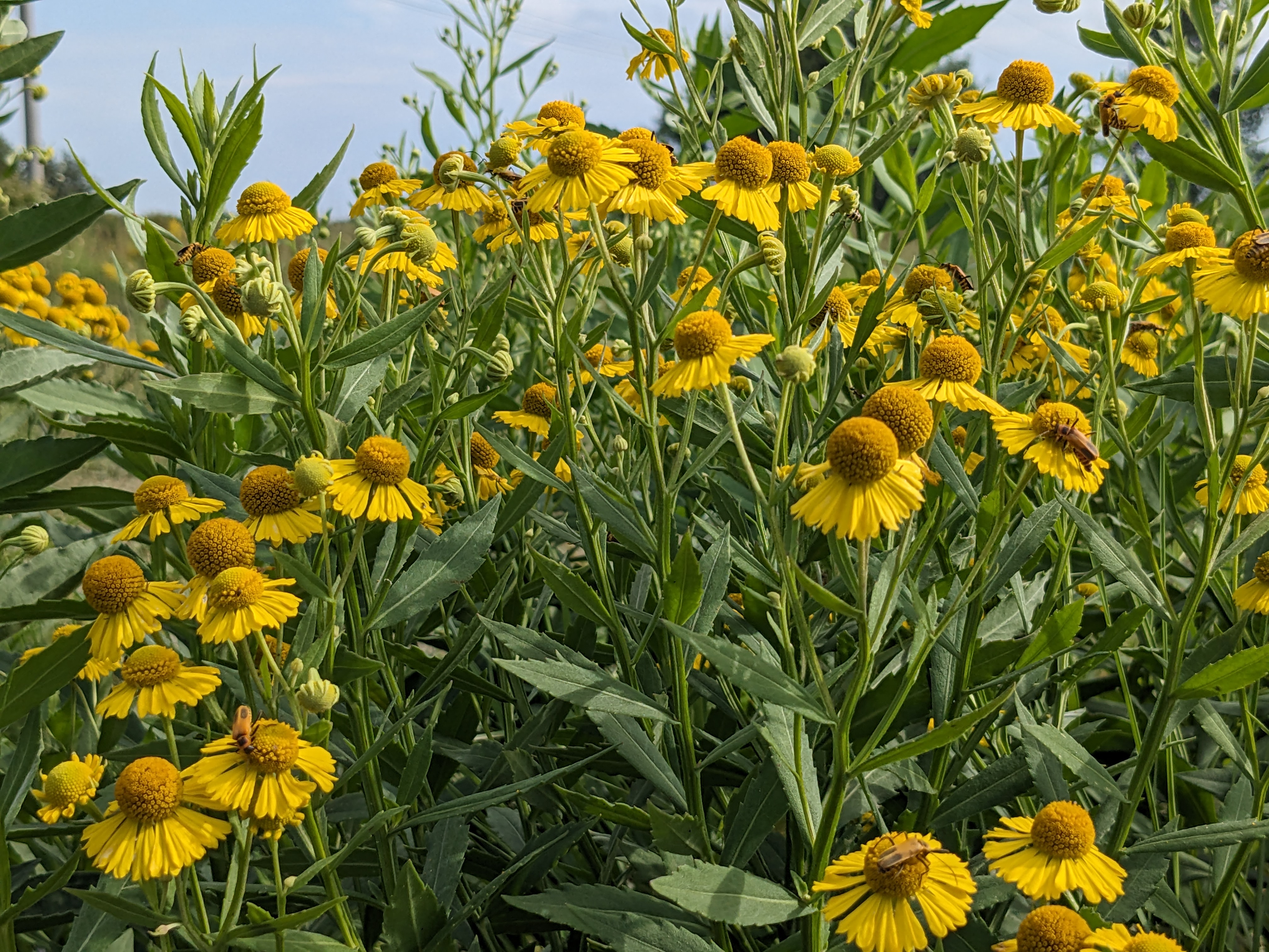 Helenium autumnale (common sneezeweed) whole plant